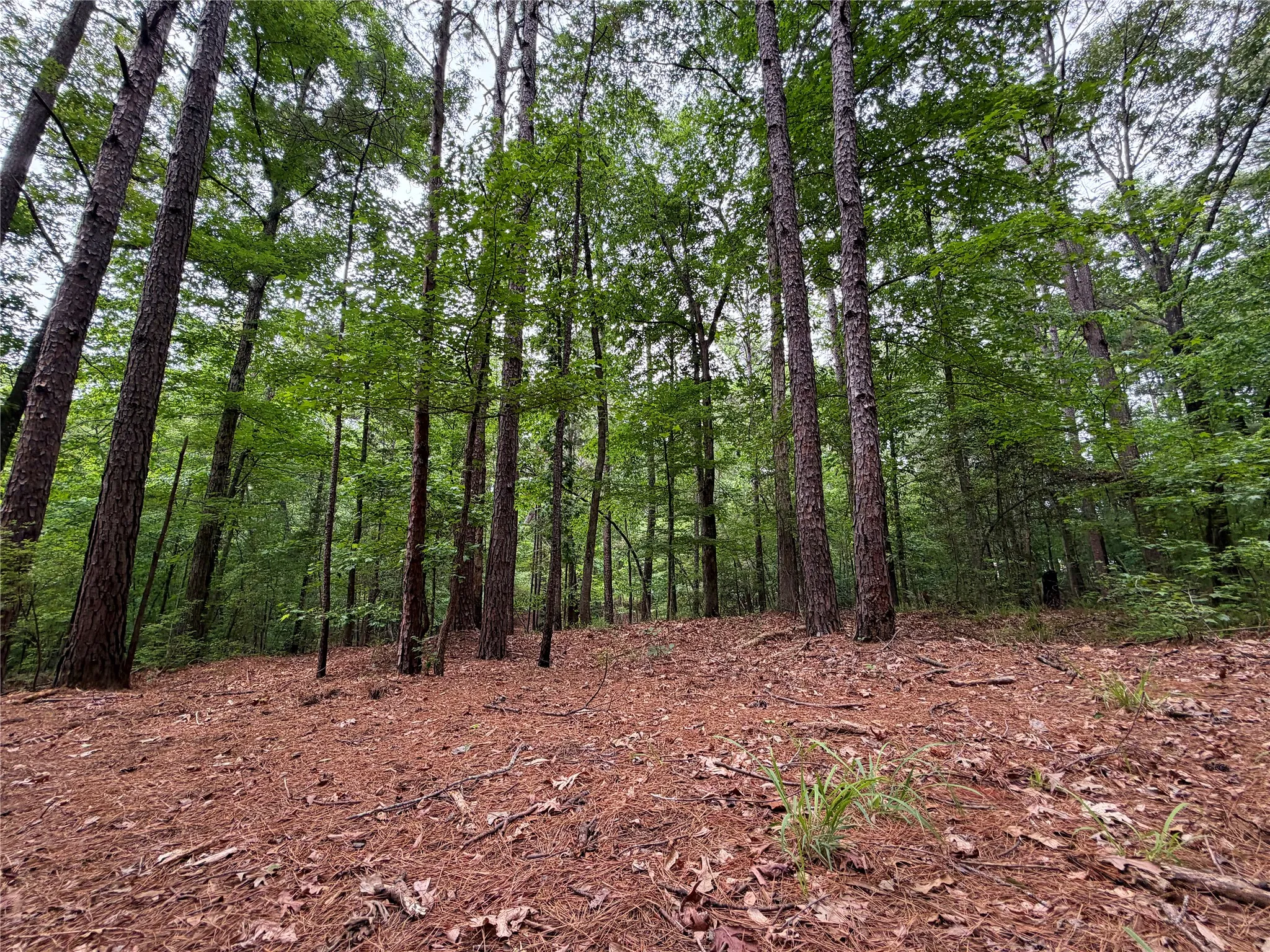 Unimproved Land For Sale in Marion County , 0 Sixth Avenue, Avinger, Texas 75630, 0, 0, Garage spaces, 0 Sqft, built in 0, mls#21400755, Real Estate Agent in Avinger, Homes For Sale in Marion county, Homes For Sale in Avinger, Realtor in Avinger Texas, Real Estate Brokerage Independent Realty Texas, Luminita Cordes Realtor