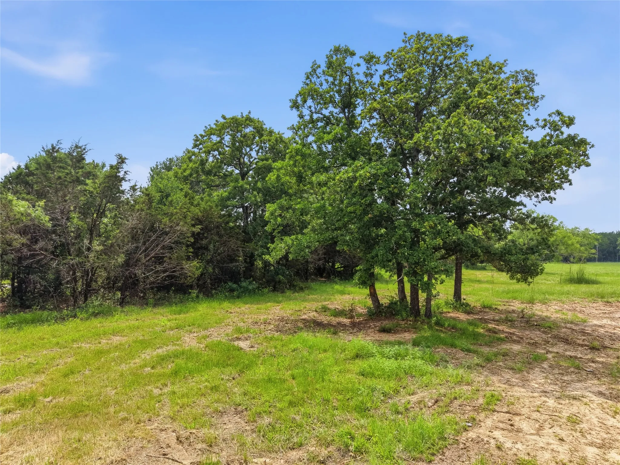 Expansive green space featuring a cluster of mature trees, natural foliage, and open grassland