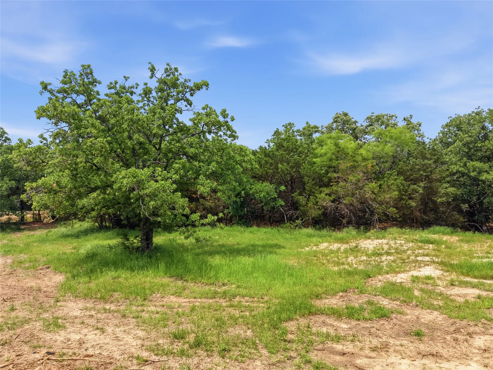 Mature tree with lush green foliage, surrounded by natural ground cover and additional dense tree lines