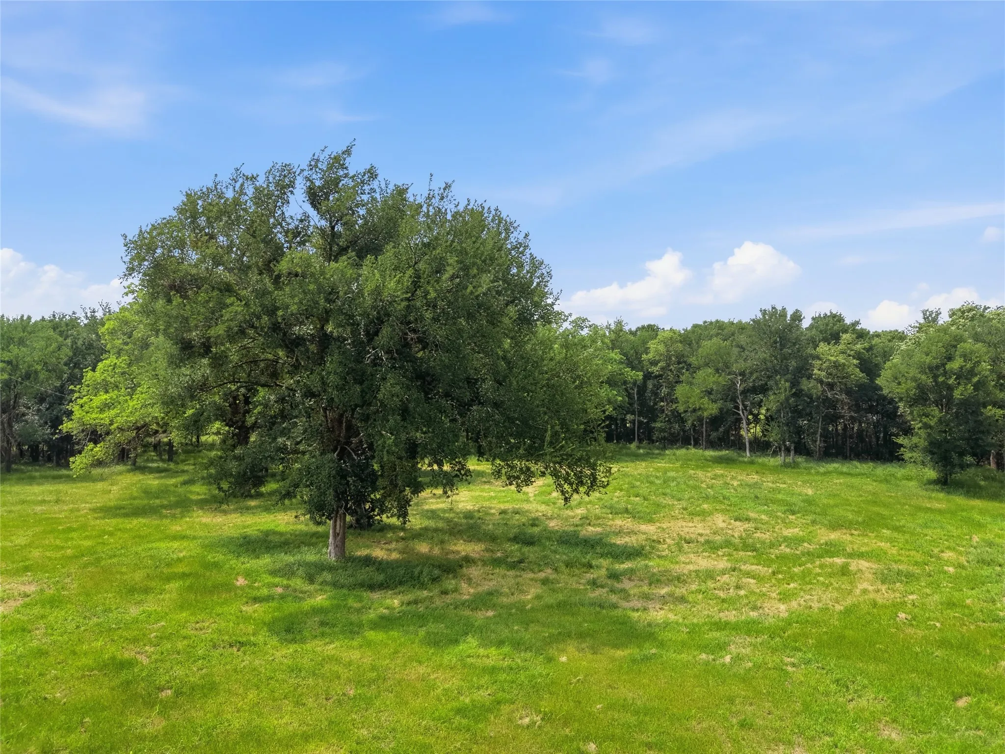 Expansive green field featuring a prominent mature tree, bordered by a dense line of additional trees under a clear blue sky