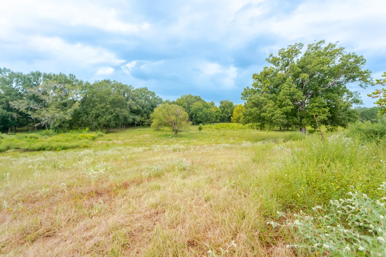 Expansive natural landscape featuring mature trees and varied vegetation