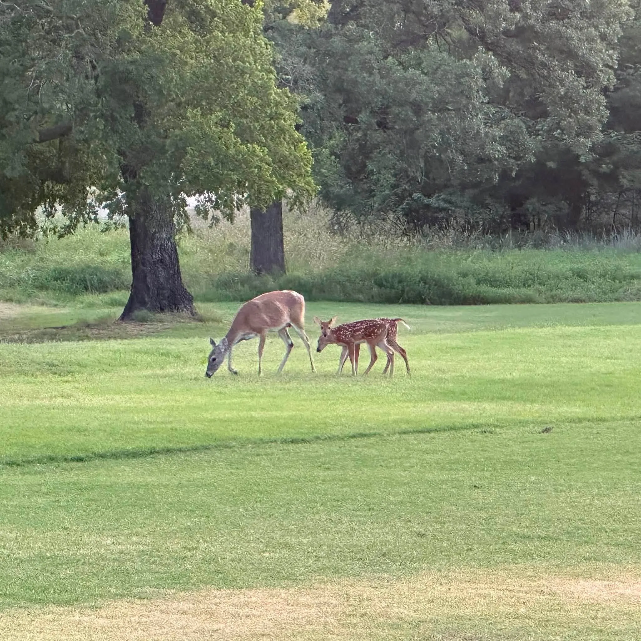 Additional content, tons of deer in neighborhood