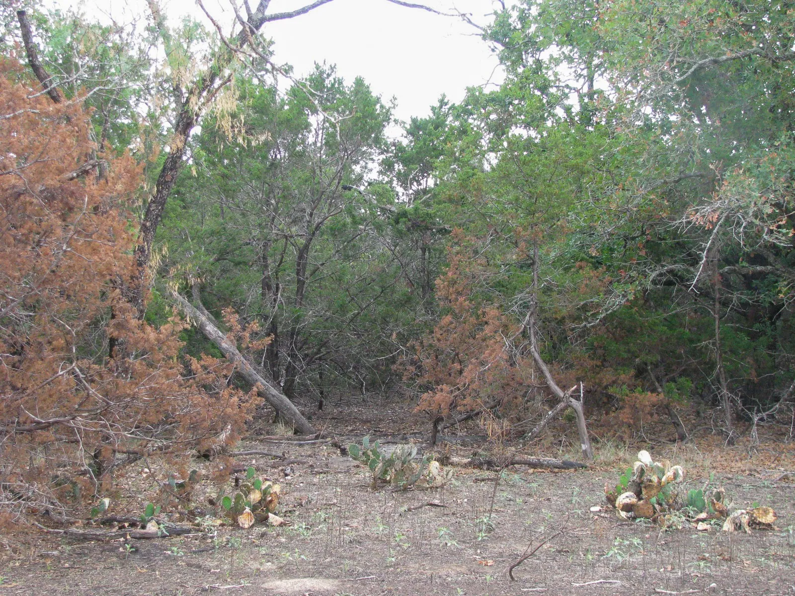Unimproved Land For Sale in Hamilton County , Lot 102 Ph 6 Private Road 42101, Evant, Texas 76525, 0, 0, Garage spaces, 0 Sqft, built in 0, mls#21400983, Real Estate Agent in Evant, Homes For Sale in Hamilton county, Homes For Sale in Evant, Realtor in Evant Texas, Real Estate Brokerage Independent Realty Texas, Luminita Cordes Realtor