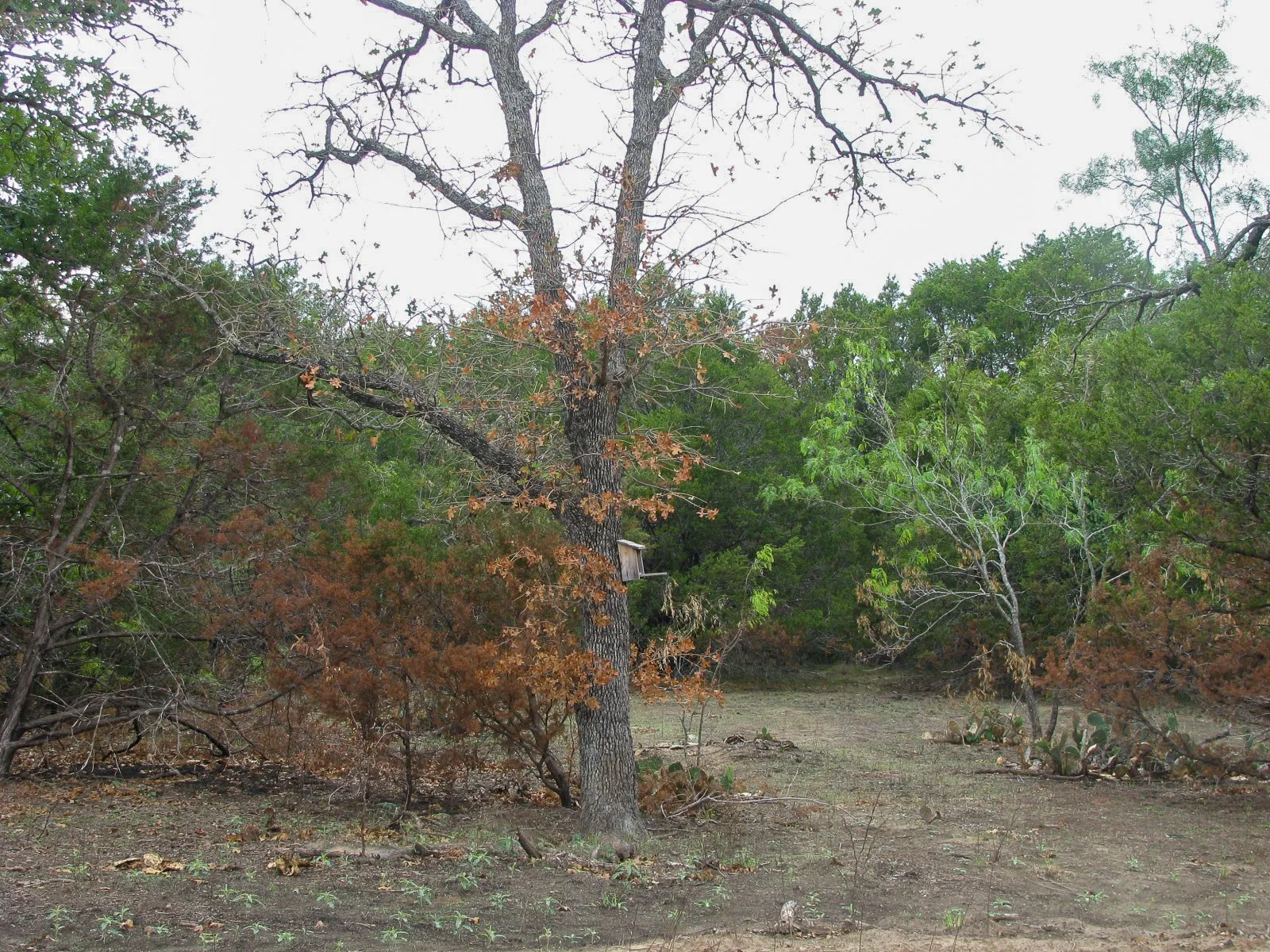 Unimproved Land For Sale in Hamilton County , Lot 102 Ph 6 Private Road 42101, Evant, Texas 76525, 0, 0, Garage spaces, 0 Sqft, built in 0, mls#21400983, Real Estate Agent in Evant, Homes For Sale in Hamilton county, Homes For Sale in Evant, Realtor in Evant Texas, Real Estate Brokerage Independent Realty Texas, Luminita Cordes Realtor