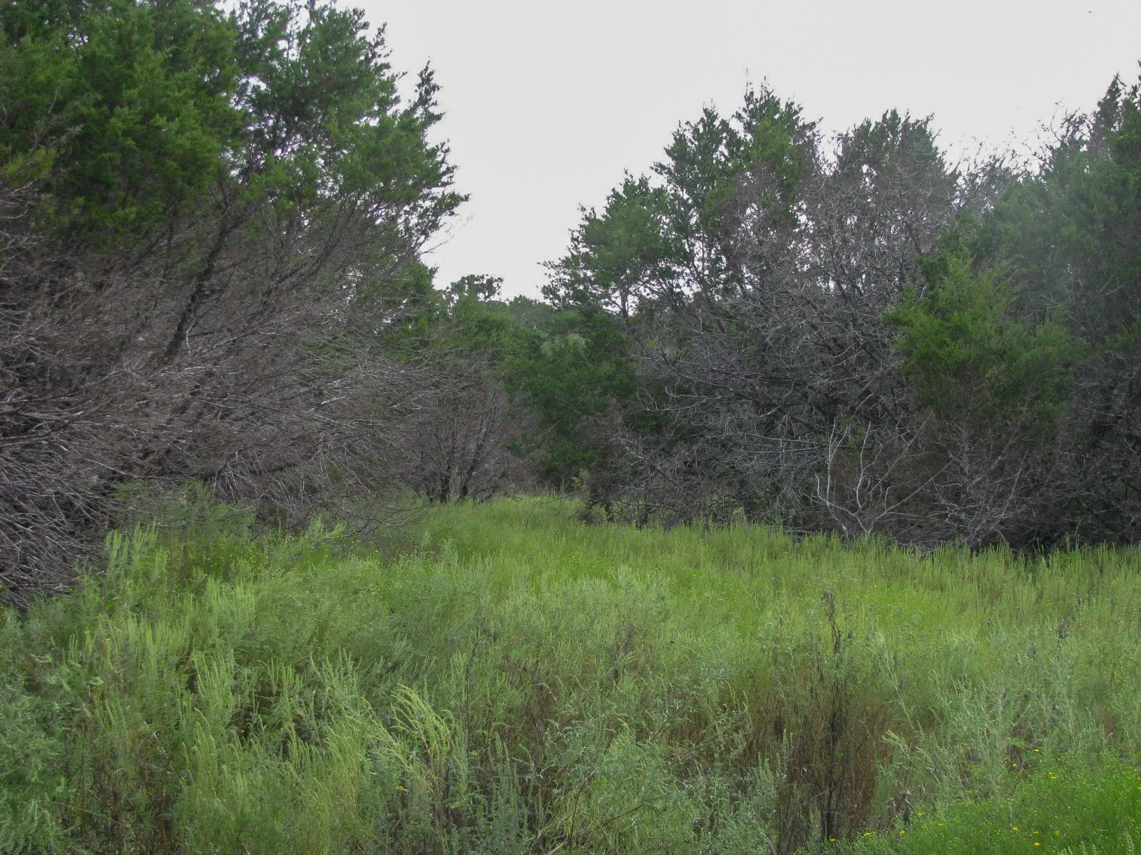 Unimproved Land For Sale in Hamilton County , Lot 102 Ph 6 Private Road 42101, Evant, Texas 76525, 0, 0, Garage spaces, 0 Sqft, built in 0, mls#21400983, Real Estate Agent in Evant, Homes For Sale in Hamilton county, Homes For Sale in Evant, Realtor in Evant Texas, Real Estate Brokerage Independent Realty Texas, Luminita Cordes Realtor