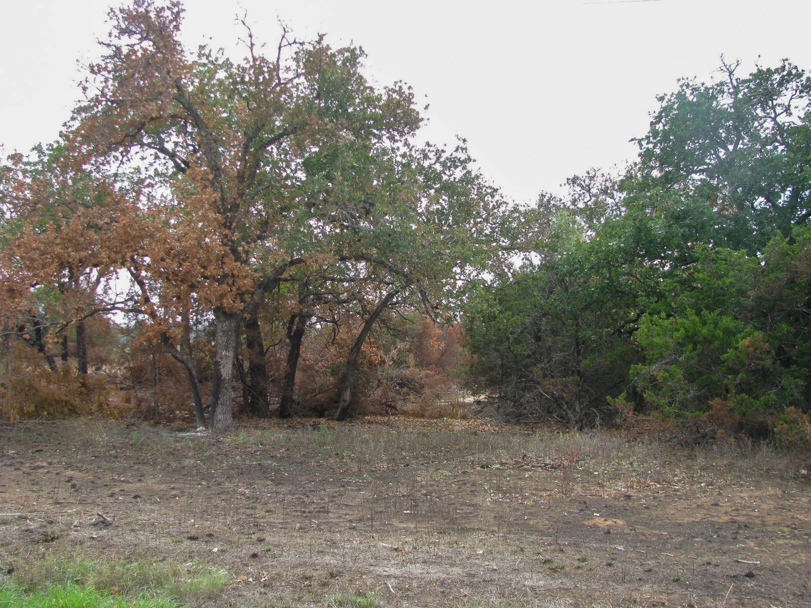 Unimproved Land For Sale in Hamilton County , Lot 102 Ph 6 Private Road 42101, Evant, Texas 76525, 0, 0, Garage spaces, 0 Sqft, built in 0, mls#21400983, Real Estate Agent in Evant, Homes For Sale in Hamilton county, Homes For Sale in Evant, Realtor in Evant Texas, Real Estate Brokerage Independent Realty Texas, Luminita Cordes Realtor