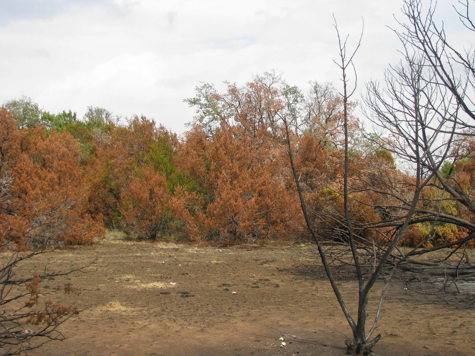 Unimproved Land For Sale in Hamilton County , Lot 102 Ph 6 Private Road 42101, Evant, Texas 76525, 0, 0, Garage spaces, 0 Sqft, built in 0, mls#21400983, Real Estate Agent in Evant, Homes For Sale in Hamilton county, Homes For Sale in Evant, Realtor in Evant Texas, Real Estate Brokerage Independent Realty Texas, Luminita Cordes Realtor