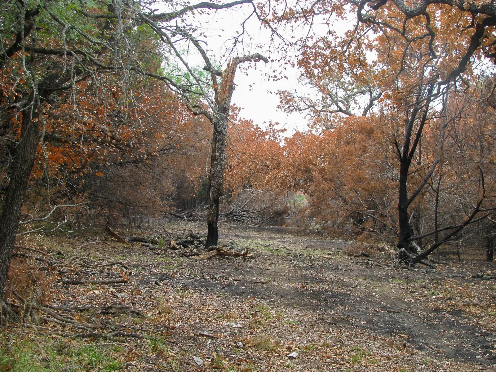 Unimproved Land For Sale in Hamilton County , Lot 102 Ph 6 Private Road 42101, Evant, Texas 76525, 0, 0, Garage spaces, 0 Sqft, built in 0, mls#21400983, Real Estate Agent in Evant, Homes For Sale in Hamilton county, Homes For Sale in Evant, Realtor in Evant Texas, Real Estate Brokerage Independent Realty Texas, Luminita Cordes Realtor