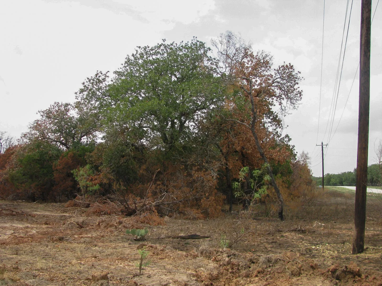 Unimproved Land For Sale in Hamilton County , Lot 102 Ph 6 Private Road 42101, Evant, Texas 76525, 0, 0, Garage spaces, 0 Sqft, built in 0, mls#21400983, Real Estate Agent in Evant, Homes For Sale in Hamilton county, Homes For Sale in Evant, Realtor in Evant Texas, Real Estate Brokerage Independent Realty Texas, Luminita Cordes Realtor