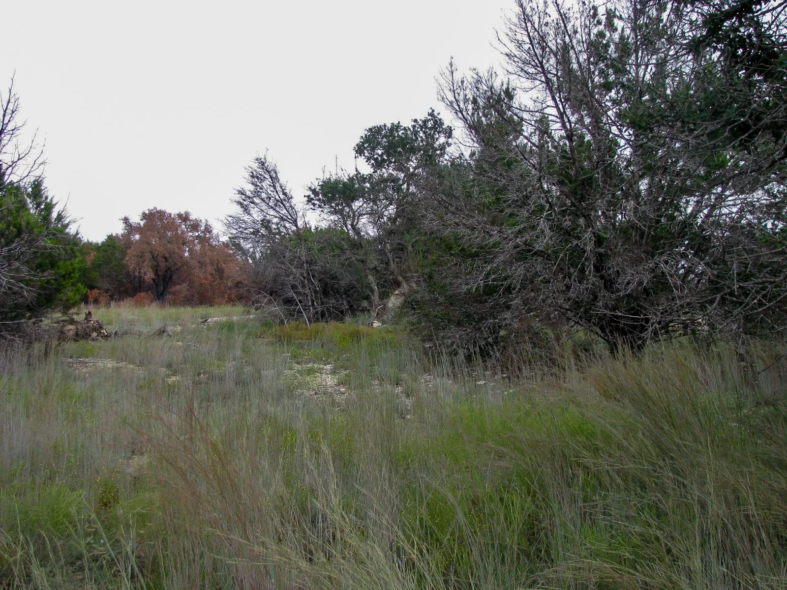 Unimproved Land For Sale in Hamilton County , Lot 102 Ph 6 Private Road 42101, Evant, Texas 76525, 0, 0, Garage spaces, 0 Sqft, built in 0, mls#21400983, Real Estate Agent in Evant, Homes For Sale in Hamilton county, Homes For Sale in Evant, Realtor in Evant Texas, Real Estate Brokerage Independent Realty Texas, Luminita Cordes Realtor