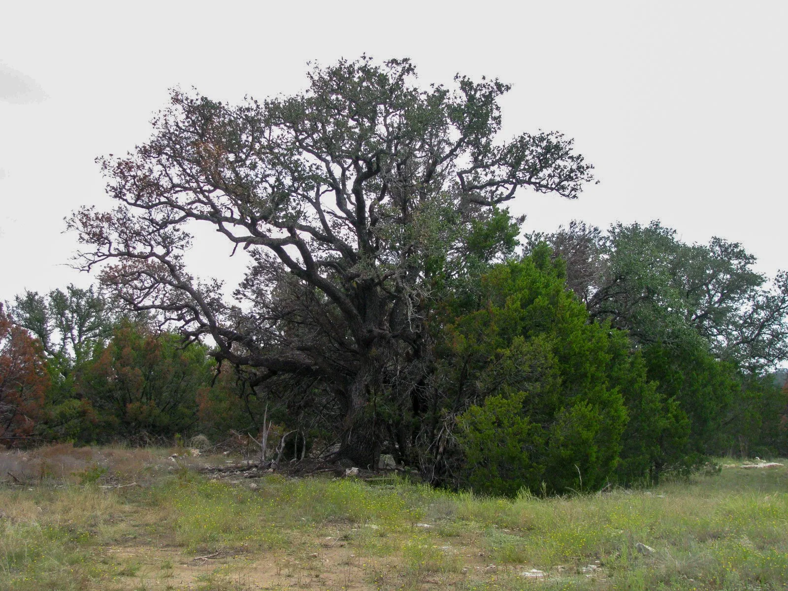 Unimproved Land For Sale in Hamilton County , Lot 102 Ph 6 Private Road 42101, Evant, Texas 76525, 0, 0, Garage spaces, 0 Sqft, built in 0, mls#21400983, Real Estate Agent in Evant, Homes For Sale in Hamilton county, Homes For Sale in Evant, Realtor in Evant Texas, Real Estate Brokerage Independent Realty Texas, Luminita Cordes Realtor