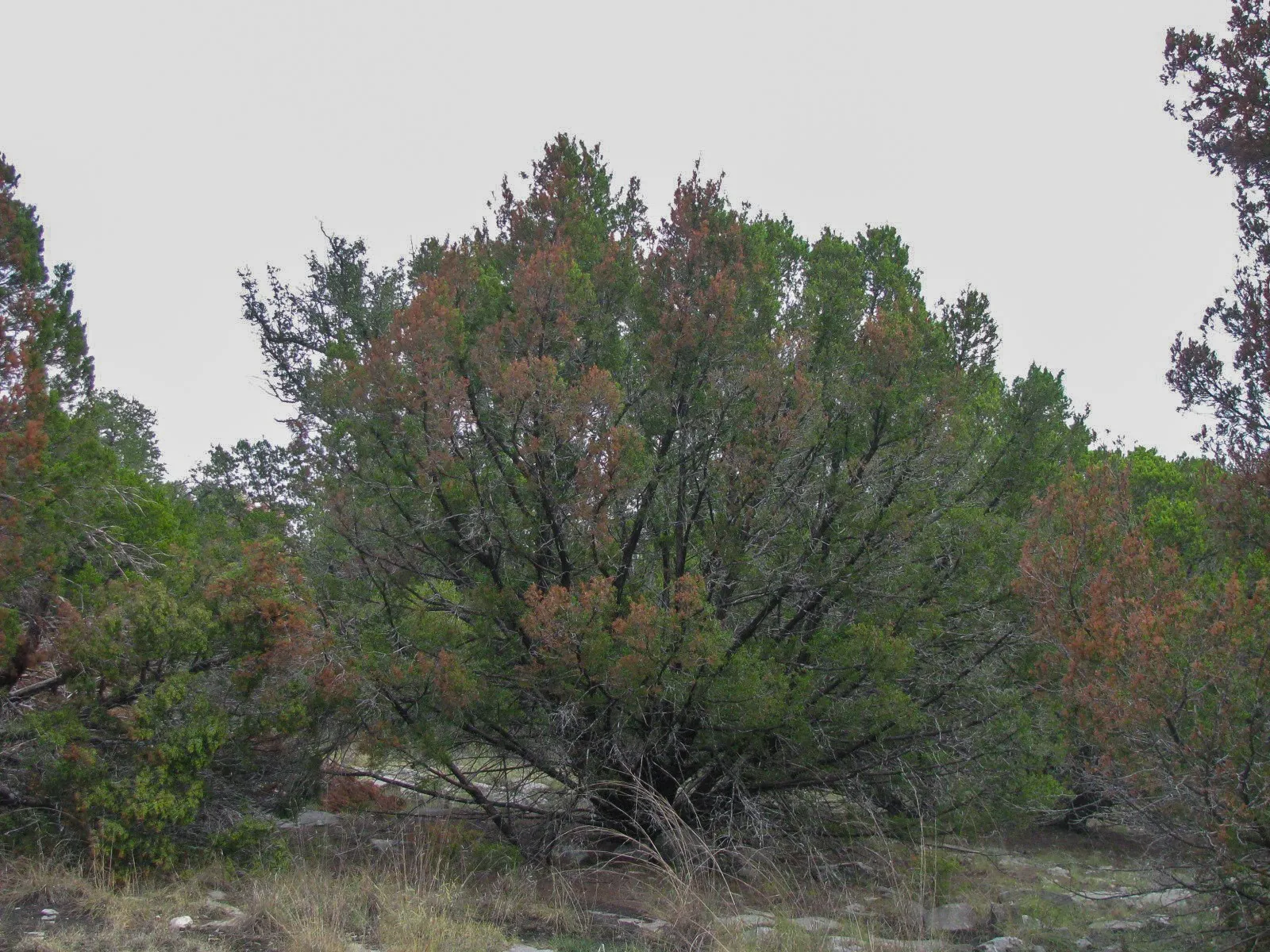 Unimproved Land For Sale in Hamilton County , Lot 102 Ph 6 Private Road 42101, Evant, Texas 76525, 0, 0, Garage spaces, 0 Sqft, built in 0, mls#21400983, Real Estate Agent in Evant, Homes For Sale in Hamilton county, Homes For Sale in Evant, Realtor in Evant Texas, Real Estate Brokerage Independent Realty Texas, Luminita Cordes Realtor