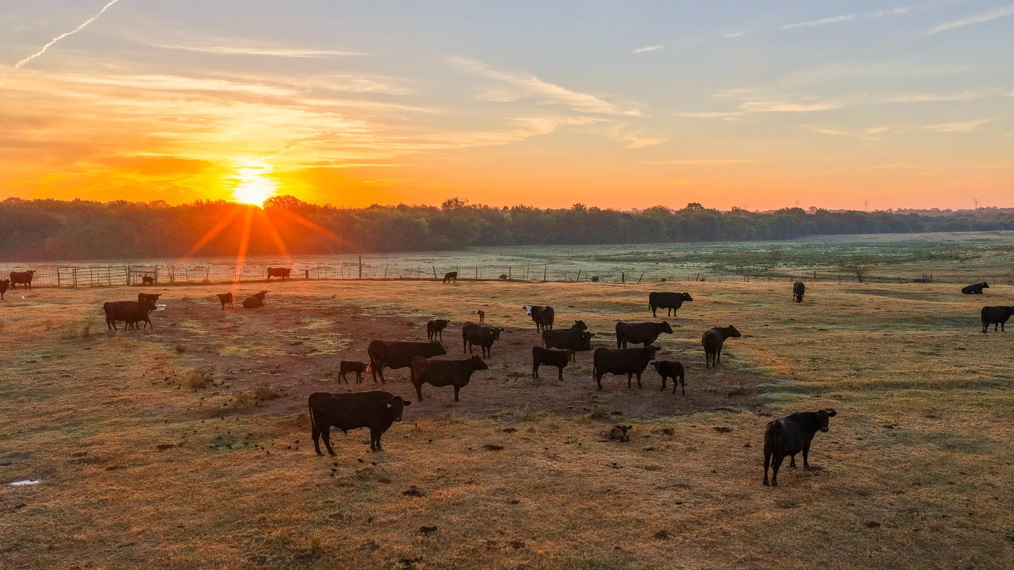 Ranch For Sale in Hopkins County , 925 County Road 2341, Sulphur Springs, Texas 75482, 0, 0, Garage spaces, 0 Sqft, built in 0, mls#21400423, Real Estate Agent in Sulphur Springs, Homes For Sale in Hopkins county, Homes For Sale in Sulphur Springs, Realtor in Sulphur Springs Texas, Real Estate Brokerage Independent Realty Texas, Luminita Cordes Realtor
