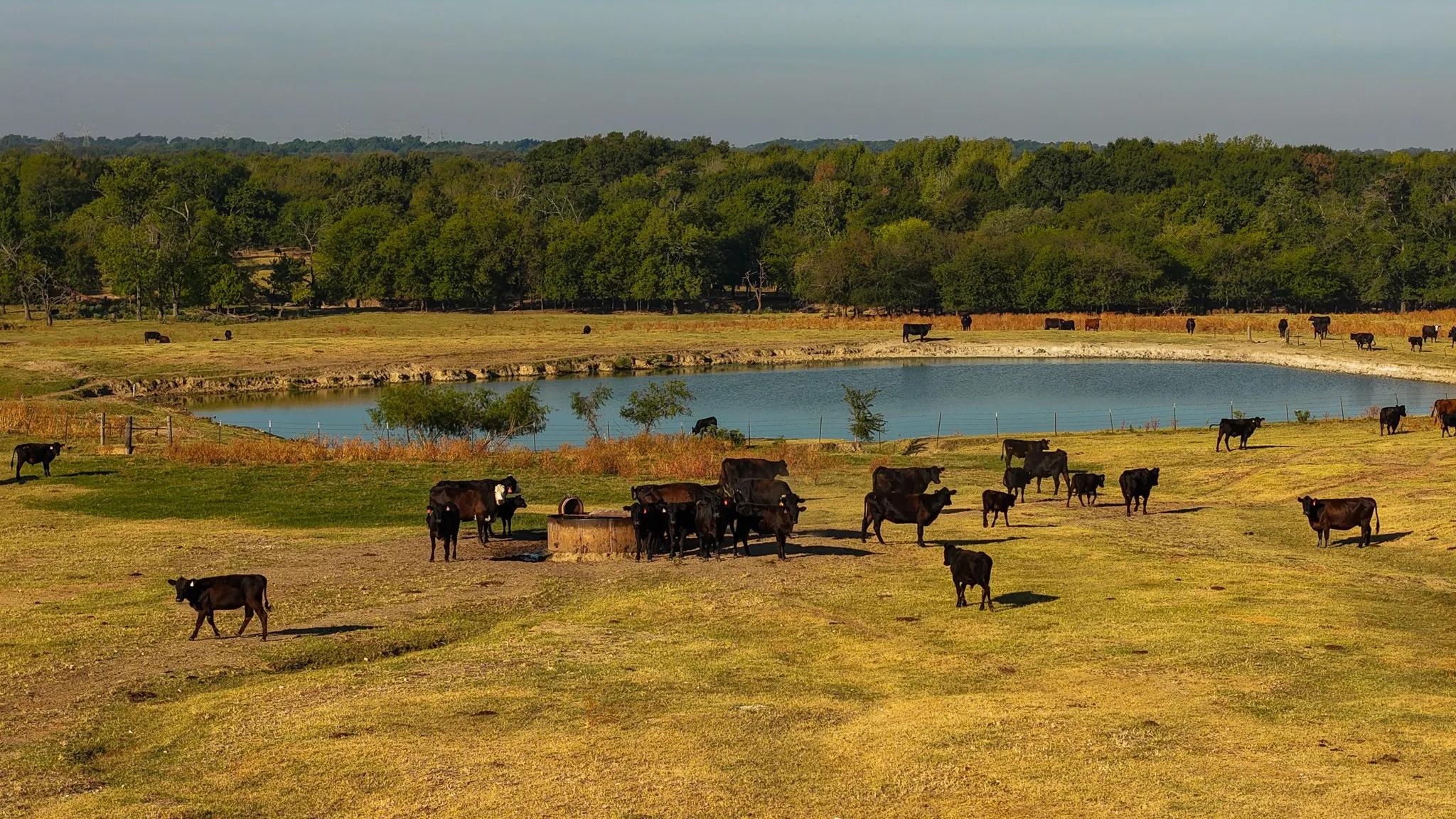 Ranch For Sale in Hopkins County , 925 County Road 2341, Sulphur Springs, Texas 75482, 0, 0, Garage spaces, 0 Sqft, built in 0, mls#21400423, Real Estate Agent in Sulphur Springs, Homes For Sale in Hopkins county, Homes For Sale in Sulphur Springs, Realtor in Sulphur Springs Texas, Real Estate Brokerage Independent Realty Texas, Luminita Cordes Realtor