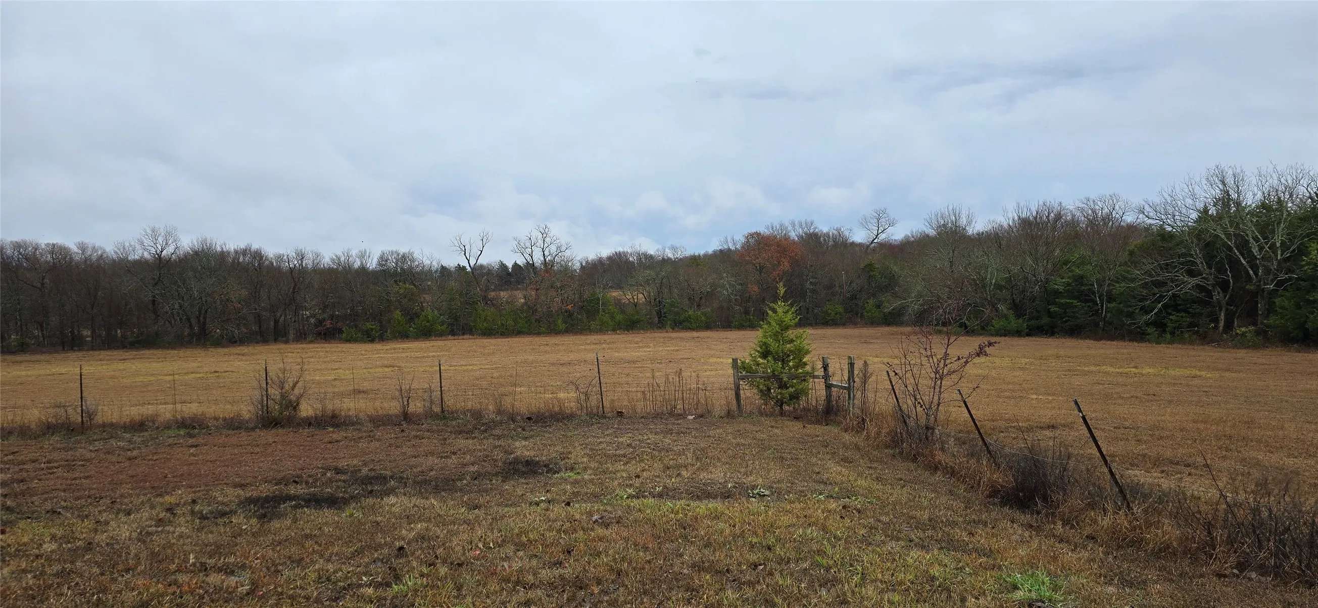 Expansive field with a natural tree line boundary