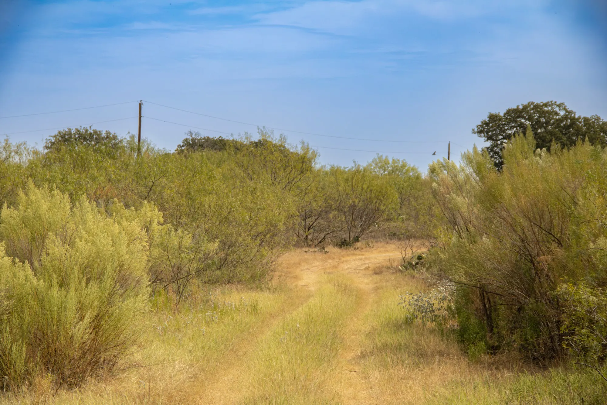 Unimproved Land For Sale in Comanche County , TBD Tract 4 County Road 166, Gorman, Texas 76454, 0, 0, Garage spaces, 0 Sqft, built in 0, mls#21398759, Real Estate Agent in Gorman, Homes For Sale in Comanche county, Homes For Sale in Gorman, Realtor in Gorman Texas, Real Estate Brokerage Independent Realty Texas, Luminita Cordes Realtor