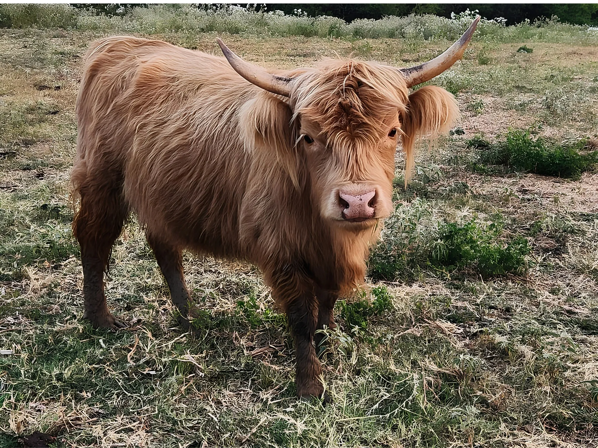 Unimproved Land For Sale in Hunt County , 4081 FM 2736 A, Campbell, Texas 75422, 0, 0, Garage spaces, 0 Sqft, built in 0, mls#21399773, Real Estate Agent in Campbell, Homes For Sale in Hunt county, Homes For Sale in Campbell, Realtor in Campbell Texas, Real Estate Brokerage Independent Realty Texas, Luminita Cordes Realtor