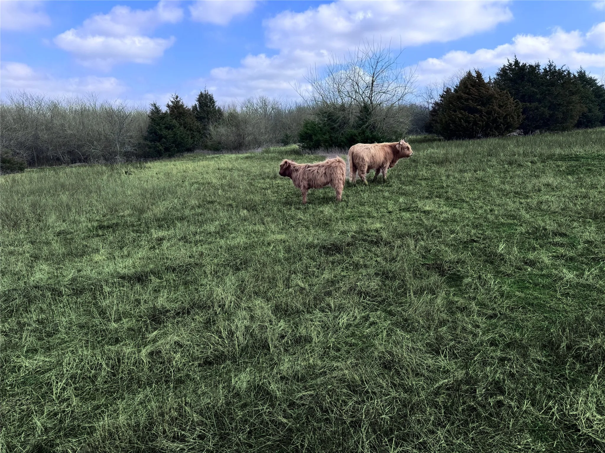 Unimproved Land For Sale in Hunt County , 4081 FM 2736 A, Campbell, Texas 75422, 0, 0, Garage spaces, 0 Sqft, built in 0, mls#21399773, Real Estate Agent in Campbell, Homes For Sale in Hunt county, Homes For Sale in Campbell, Realtor in Campbell Texas, Real Estate Brokerage Independent Realty Texas, Luminita Cordes Realtor