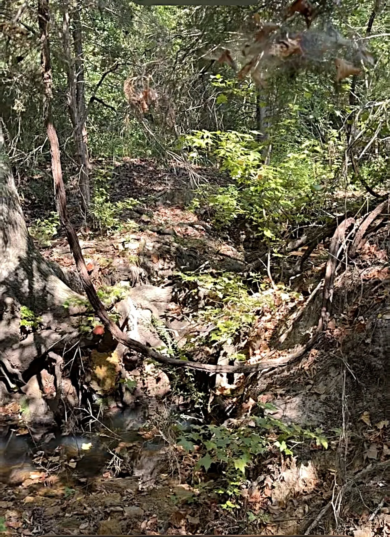 Unimproved Land For Sale in Anderson County , 0 An County Road 437, Frankston, Texas 75763, 0, 0, Garage spaces, 0 Sqft, built in 0, mls#21401151, Real Estate Agent in Frankston, Homes For Sale in Anderson county, Homes For Sale in Frankston, Realtor in Frankston Texas, Real Estate Brokerage Independent Realty Texas, Luminita Cordes Realtor