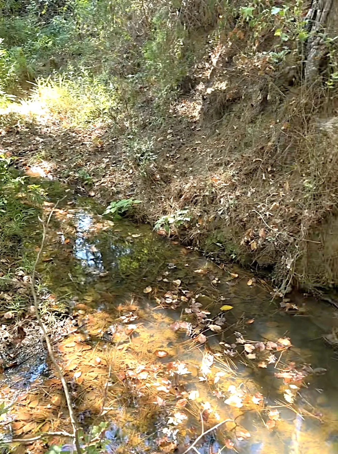 Unimproved Land For Sale in Anderson County , 0 An County Road 437, Frankston, Texas 75763, 0, 0, Garage spaces, 0 Sqft, built in 0, mls#21401151, Real Estate Agent in Frankston, Homes For Sale in Anderson county, Homes For Sale in Frankston, Realtor in Frankston Texas, Real Estate Brokerage Independent Realty Texas, Luminita Cordes Realtor