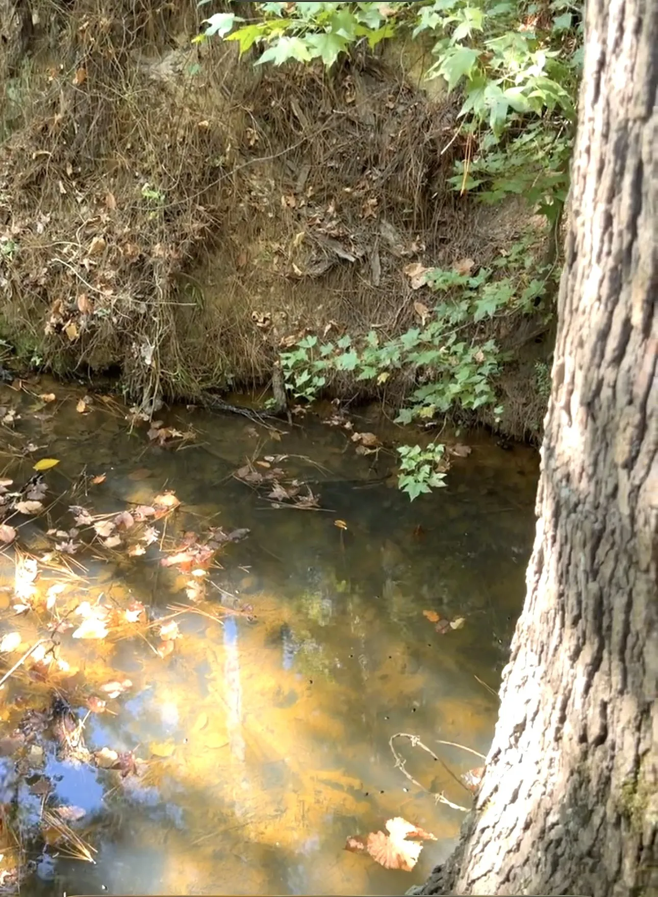 Unimproved Land For Sale in Anderson County , 0 An County Road 437, Frankston, Texas 75763, 0, 0, Garage spaces, 0 Sqft, built in 0, mls#21401151, Real Estate Agent in Frankston, Homes For Sale in Anderson county, Homes For Sale in Frankston, Realtor in Frankston Texas, Real Estate Brokerage Independent Realty Texas, Luminita Cordes Realtor