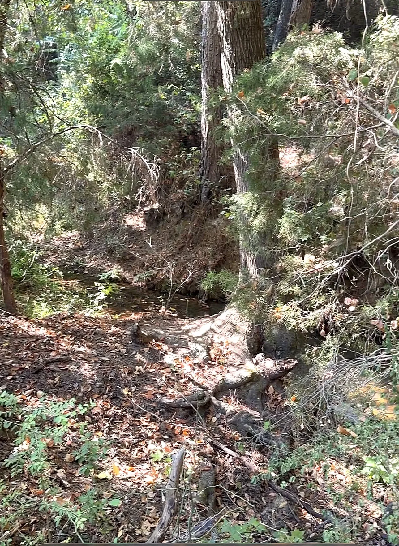 Unimproved Land For Sale in Anderson County , 0 An County Road 437, Frankston, Texas 75763, 0, 0, Garage spaces, 0 Sqft, built in 0, mls#21401151, Real Estate Agent in Frankston, Homes For Sale in Anderson county, Homes For Sale in Frankston, Realtor in Frankston Texas, Real Estate Brokerage Independent Realty Texas, Luminita Cordes Realtor