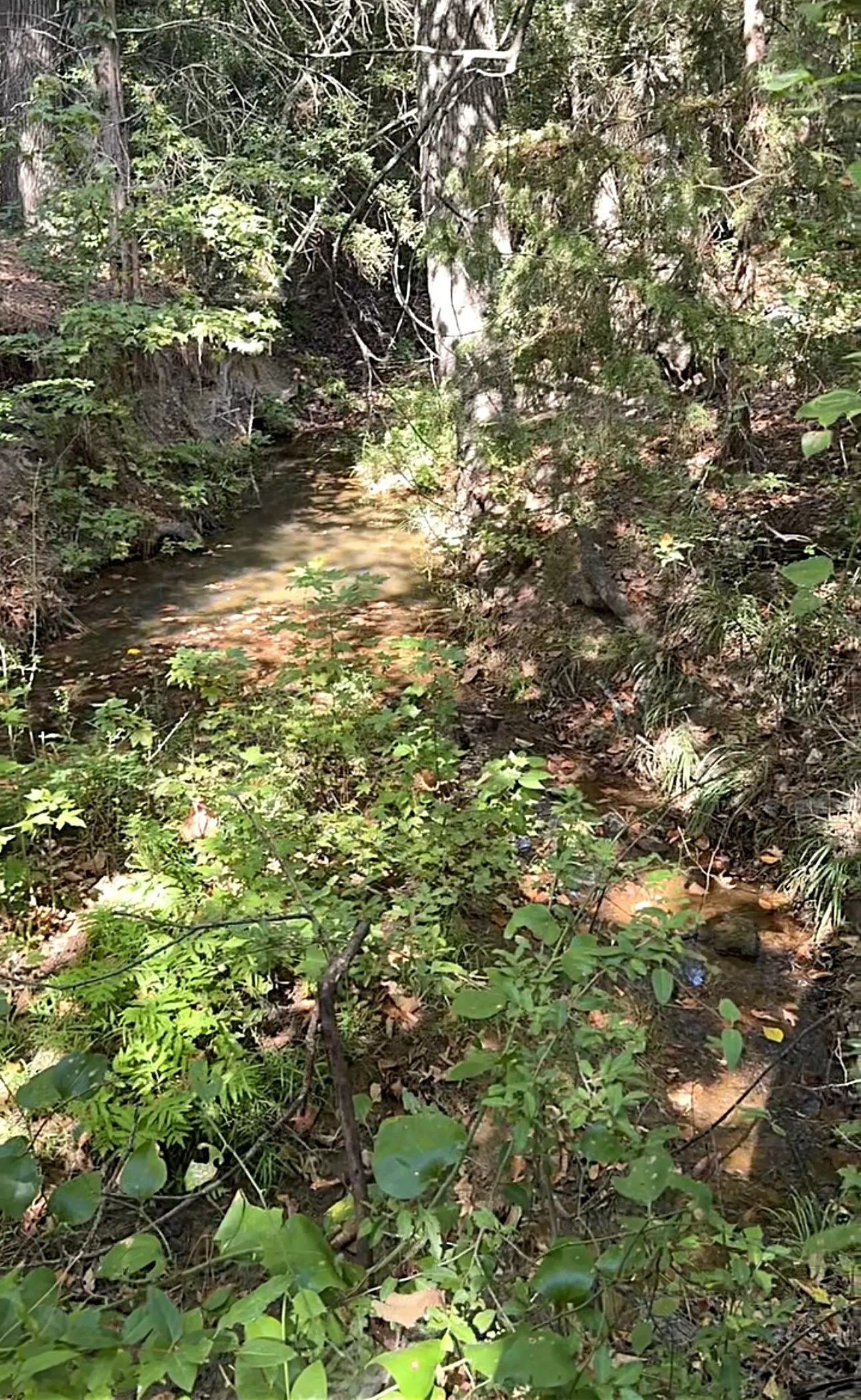 Unimproved Land For Sale in Anderson County , 0 An County Road 437, Frankston, Texas 75763, 0, 0, Garage spaces, 0 Sqft, built in 0, mls#21401151, Real Estate Agent in Frankston, Homes For Sale in Anderson county, Homes For Sale in Frankston, Realtor in Frankston Texas, Real Estate Brokerage Independent Realty Texas, Luminita Cordes Realtor