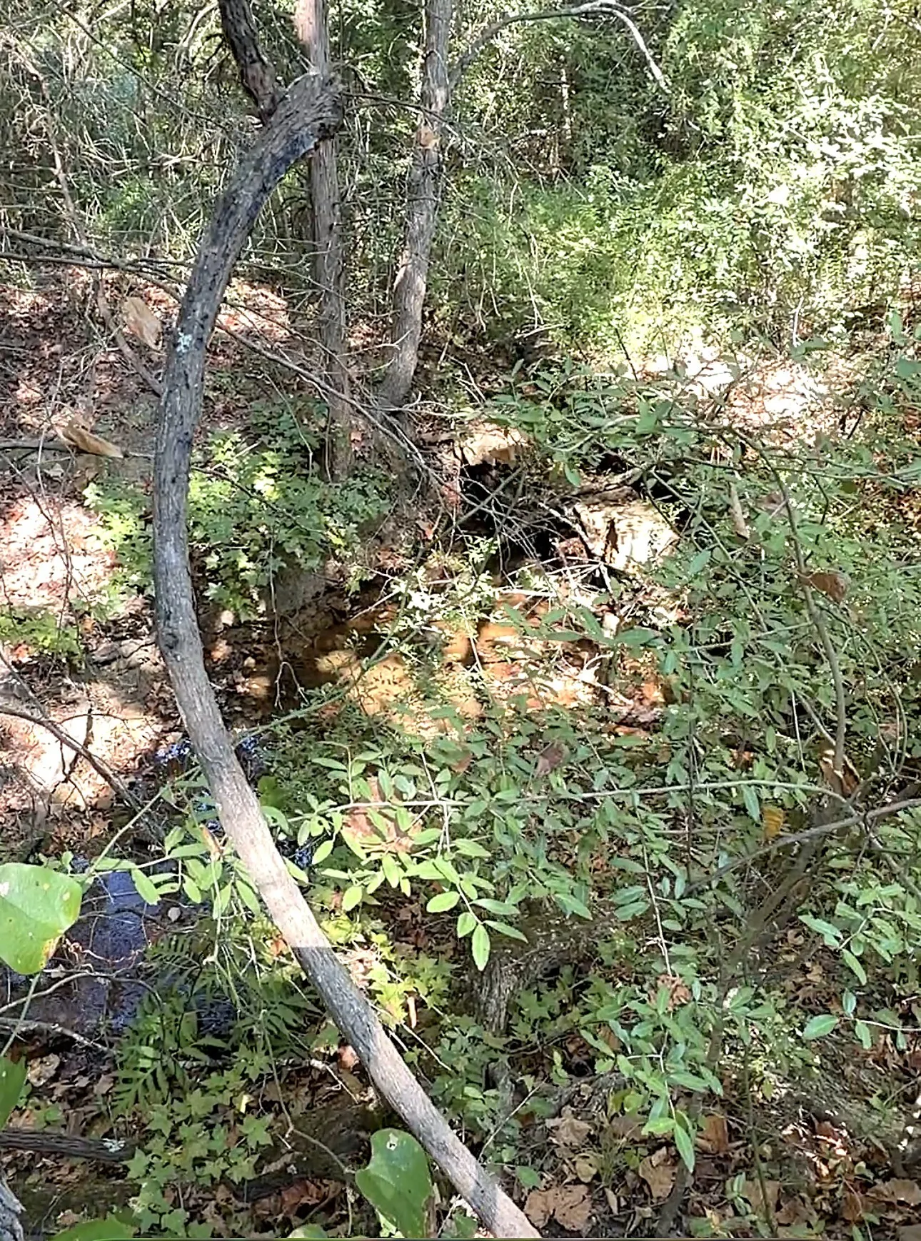 Unimproved Land For Sale in Anderson County , 0 An County Road 437, Frankston, Texas 75763, 0, 0, Garage spaces, 0 Sqft, built in 0, mls#21401151, Real Estate Agent in Frankston, Homes For Sale in Anderson county, Homes For Sale in Frankston, Realtor in Frankston Texas, Real Estate Brokerage Independent Realty Texas, Luminita Cordes Realtor