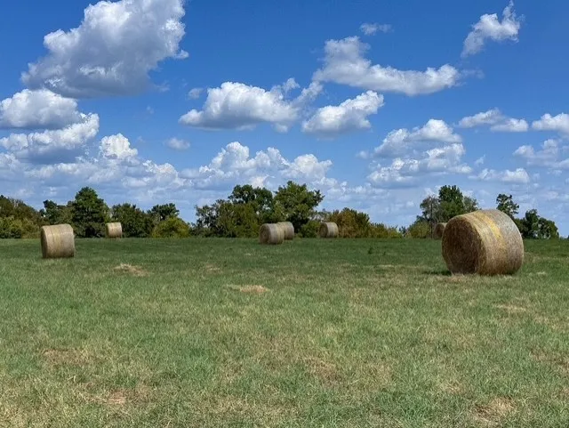 Unimproved Land For Sale in Anderson County , 0 An County Road 437, Frankston, Texas 75763, 0, 0, Garage spaces, 0 Sqft, built in 0, mls#21401151, Real Estate Agent in Frankston, Homes For Sale in Anderson county, Homes For Sale in Frankston, Realtor in Frankston Texas, Real Estate Brokerage Independent Realty Texas, Luminita Cordes Realtor