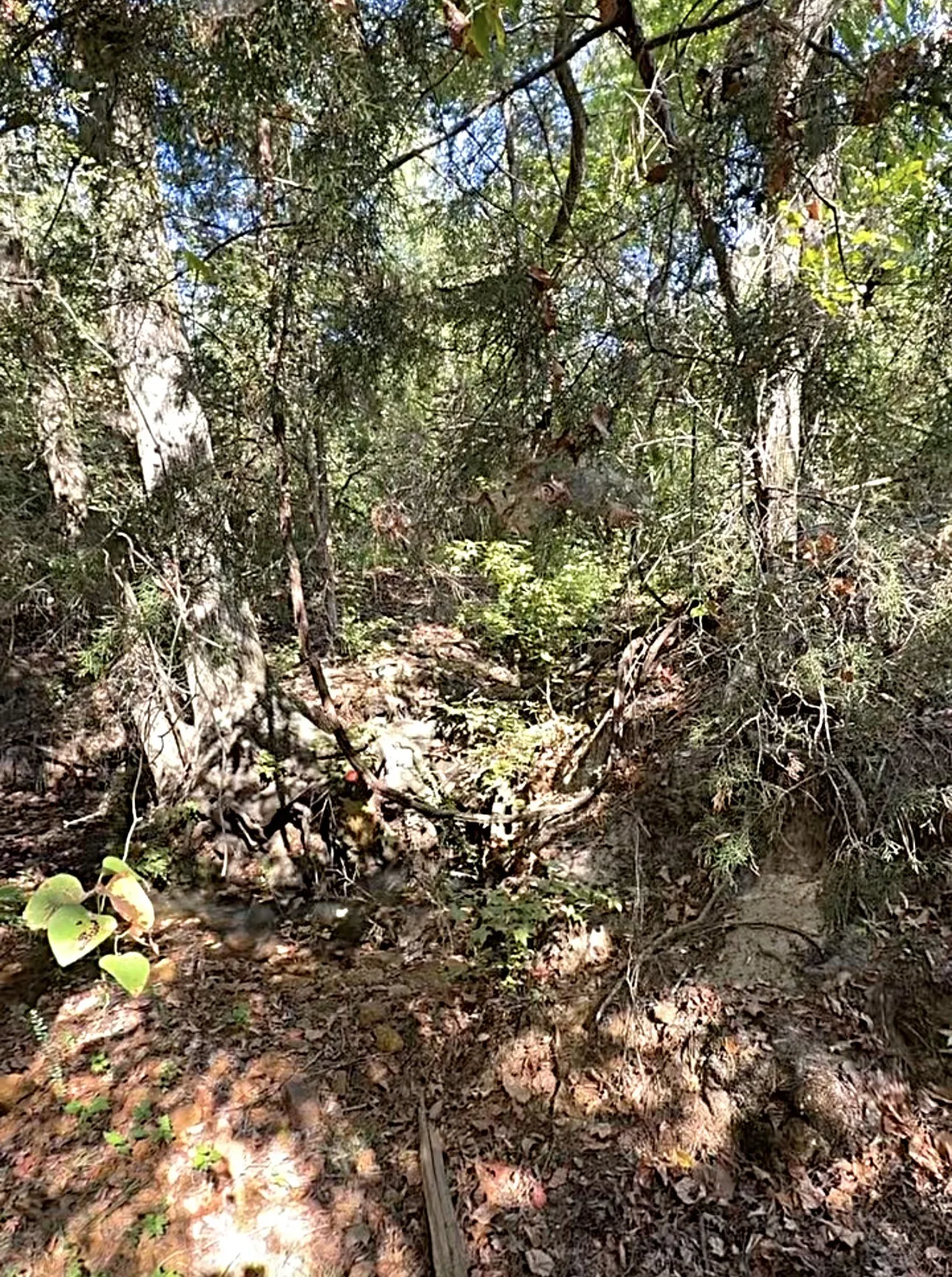 Unimproved Land For Sale in Anderson County , 0 An County Road 437, Frankston, Texas 75763, 0, 0, Garage spaces, 0 Sqft, built in 0, mls#21401151, Real Estate Agent in Frankston, Homes For Sale in Anderson county, Homes For Sale in Frankston, Realtor in Frankston Texas, Real Estate Brokerage Independent Realty Texas, Luminita Cordes Realtor