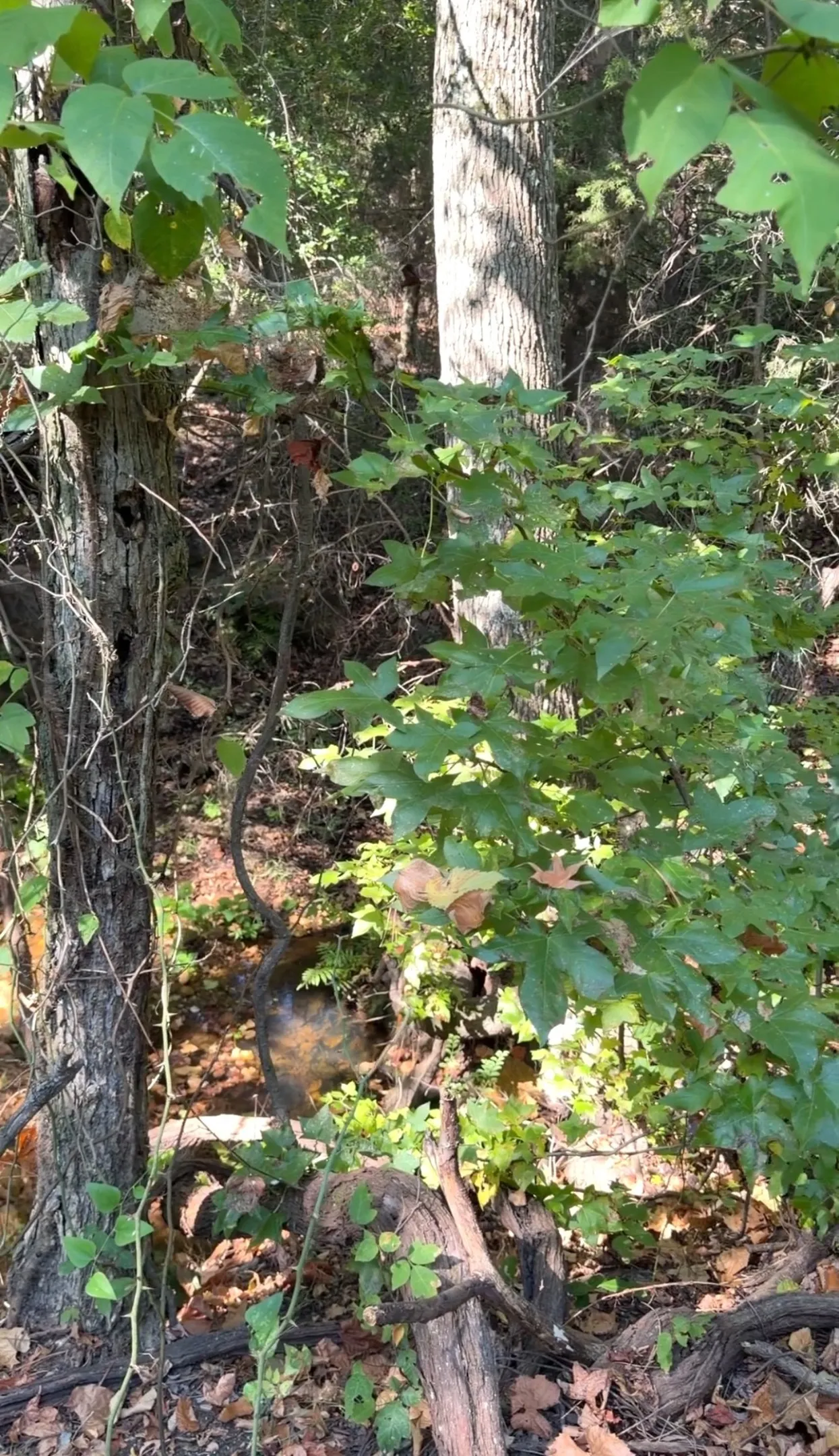 Unimproved Land For Sale in Anderson County , 0 An County Road 437, Frankston, Texas 75763, 0, 0, Garage spaces, 0 Sqft, built in 0, mls#21401151, Real Estate Agent in Frankston, Homes For Sale in Anderson county, Homes For Sale in Frankston, Realtor in Frankston Texas, Real Estate Brokerage Independent Realty Texas, Luminita Cordes Realtor
