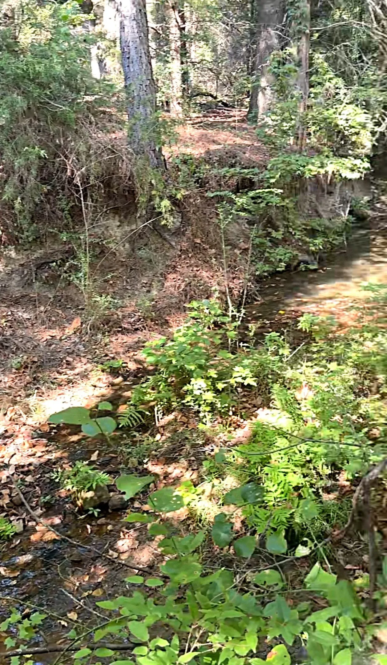 Unimproved Land For Sale in Anderson County , 0 An County Road 437, Frankston, Texas 75763, 0, 0, Garage spaces, 0 Sqft, built in 0, mls#21401151, Real Estate Agent in Frankston, Homes For Sale in Anderson county, Homes For Sale in Frankston, Realtor in Frankston Texas, Real Estate Brokerage Independent Realty Texas, Luminita Cordes Realtor