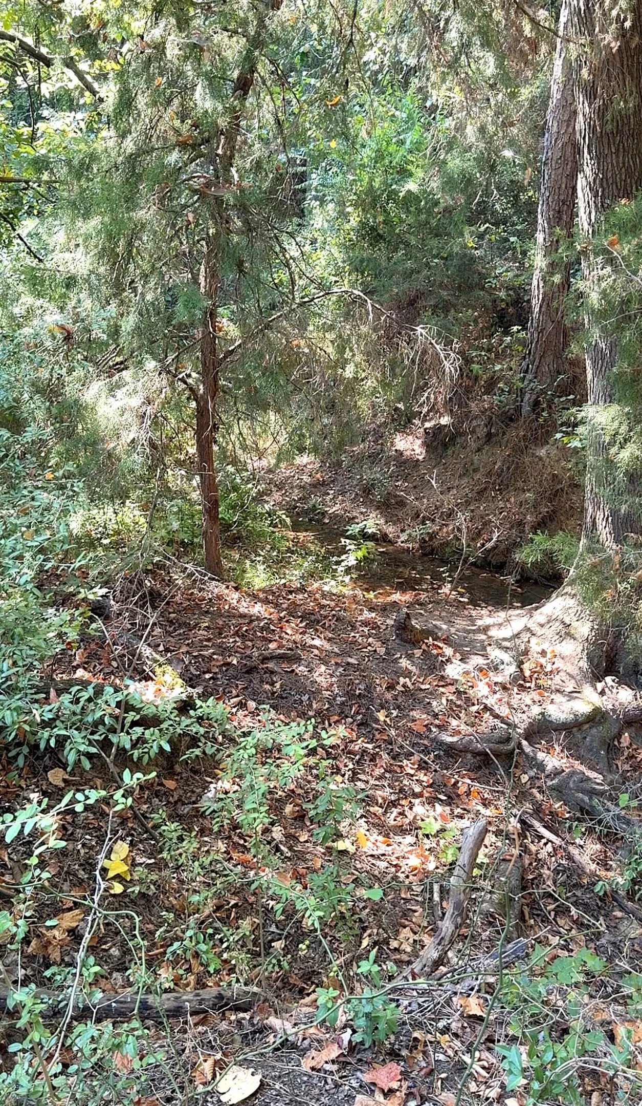 Unimproved Land For Sale in Anderson County , 0 An County Road 437, Frankston, Texas 75763, 0, 0, Garage spaces, 0 Sqft, built in 0, mls#21401151, Real Estate Agent in Frankston, Homes For Sale in Anderson county, Homes For Sale in Frankston, Realtor in Frankston Texas, Real Estate Brokerage Independent Realty Texas, Luminita Cordes Realtor