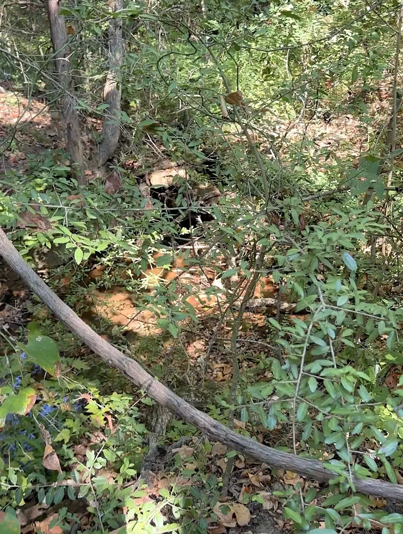 Unimproved Land For Sale in Anderson County , 0 An County Road 437, Frankston, Texas 75763, 0, 0, Garage spaces, 0 Sqft, built in 0, mls#21401151, Real Estate Agent in Frankston, Homes For Sale in Anderson county, Homes For Sale in Frankston, Realtor in Frankston Texas, Real Estate Brokerage Independent Realty Texas, Luminita Cordes Realtor