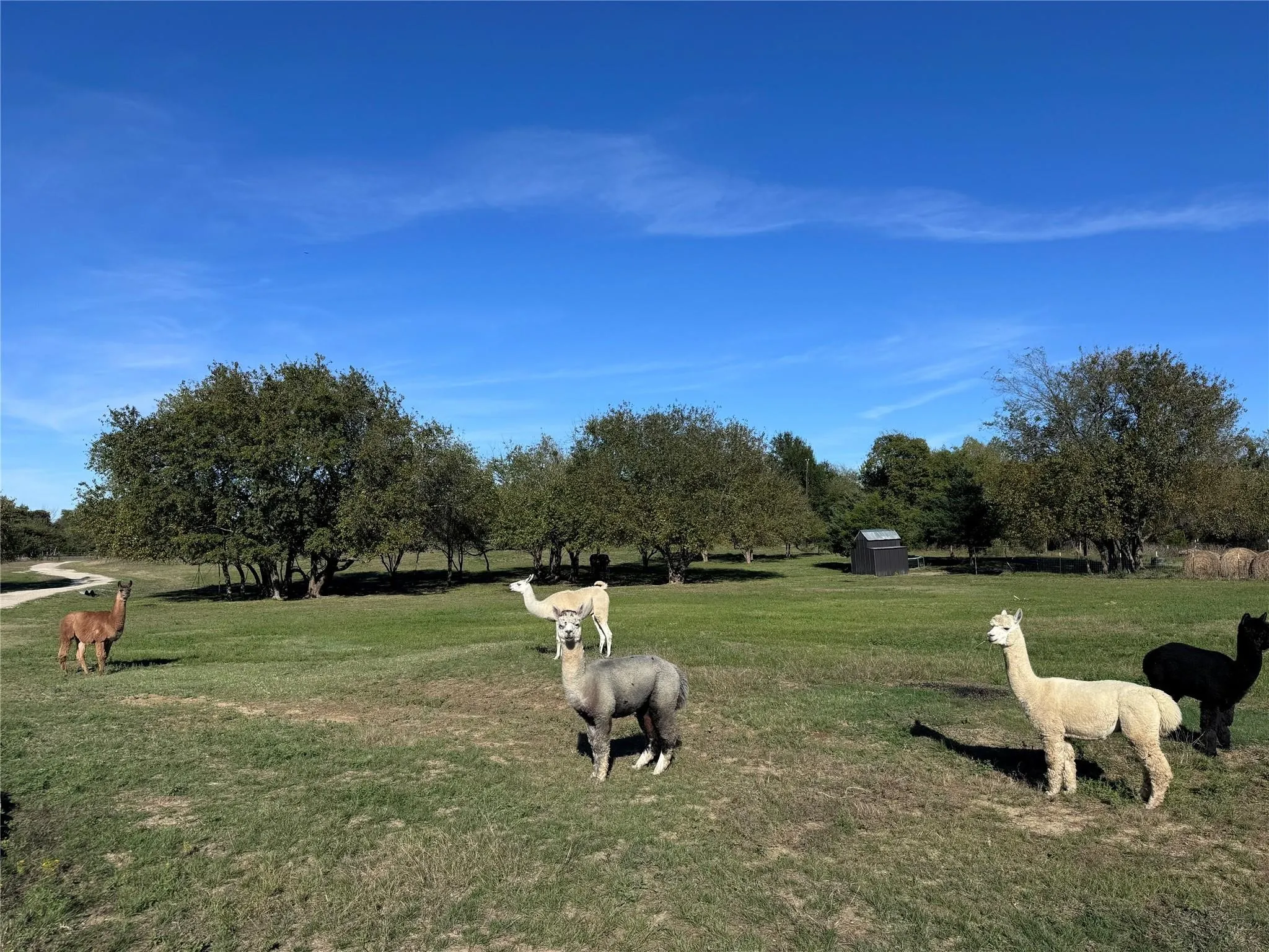 Unimproved Land For Sale in Hunt County , 4081 FM 2736 C, Campbell, Texas 75422, 0, 0, Garage spaces, 0 Sqft, built in 0, mls#21399810, Real Estate Agent in Campbell, Homes For Sale in Hunt county, Homes For Sale in Campbell, Realtor in Campbell Texas, Real Estate Brokerage Independent Realty Texas, Luminita Cordes Realtor
