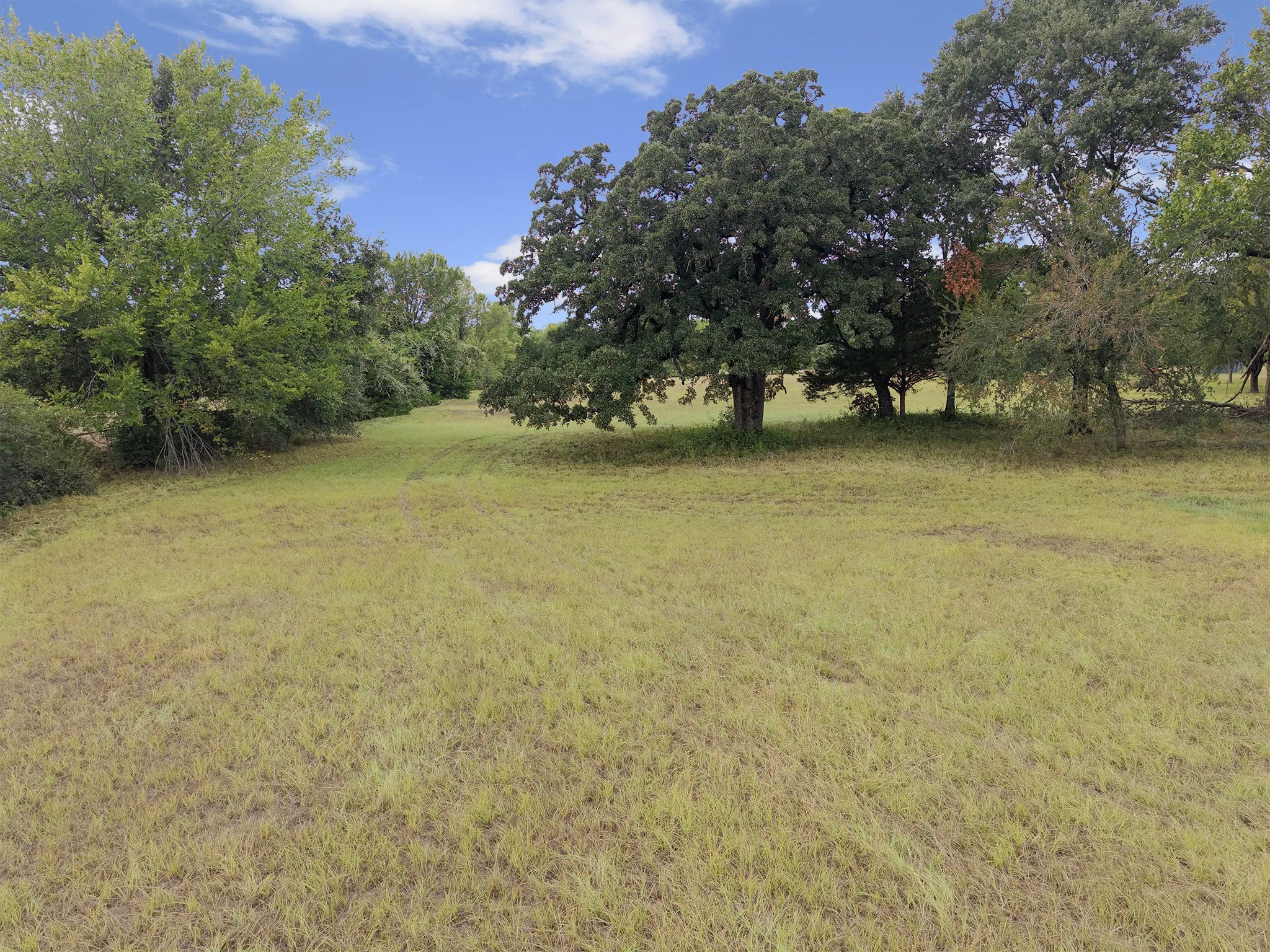 Expansive grassy expanse bordered by mature trees