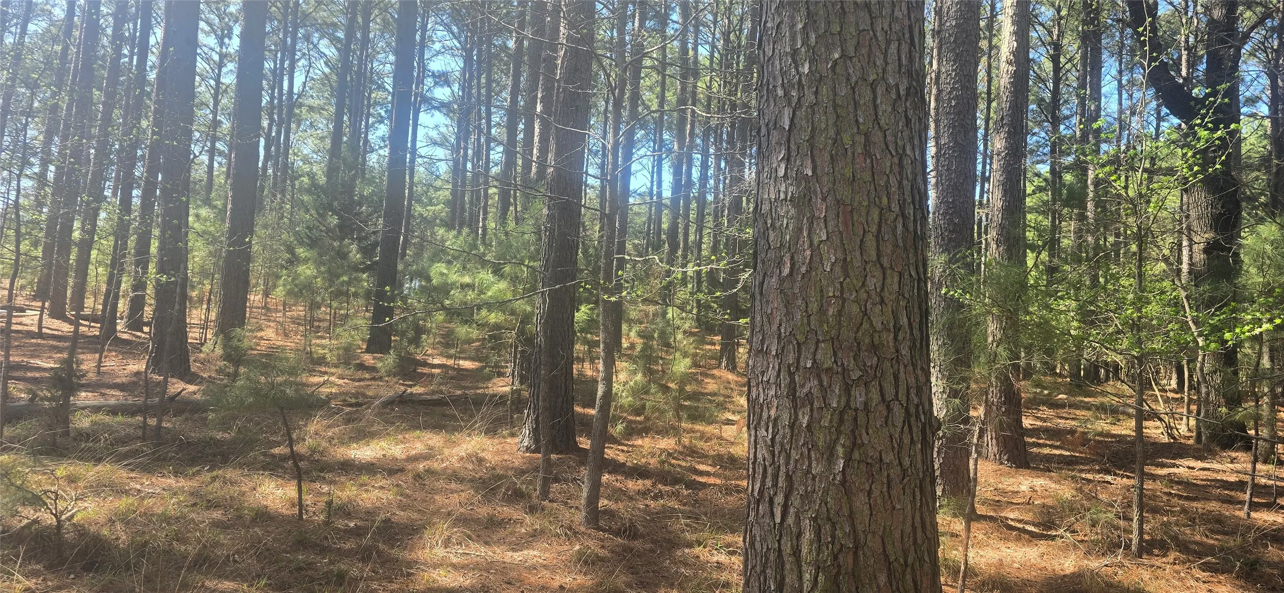 Mature tree coverage featuring pine species