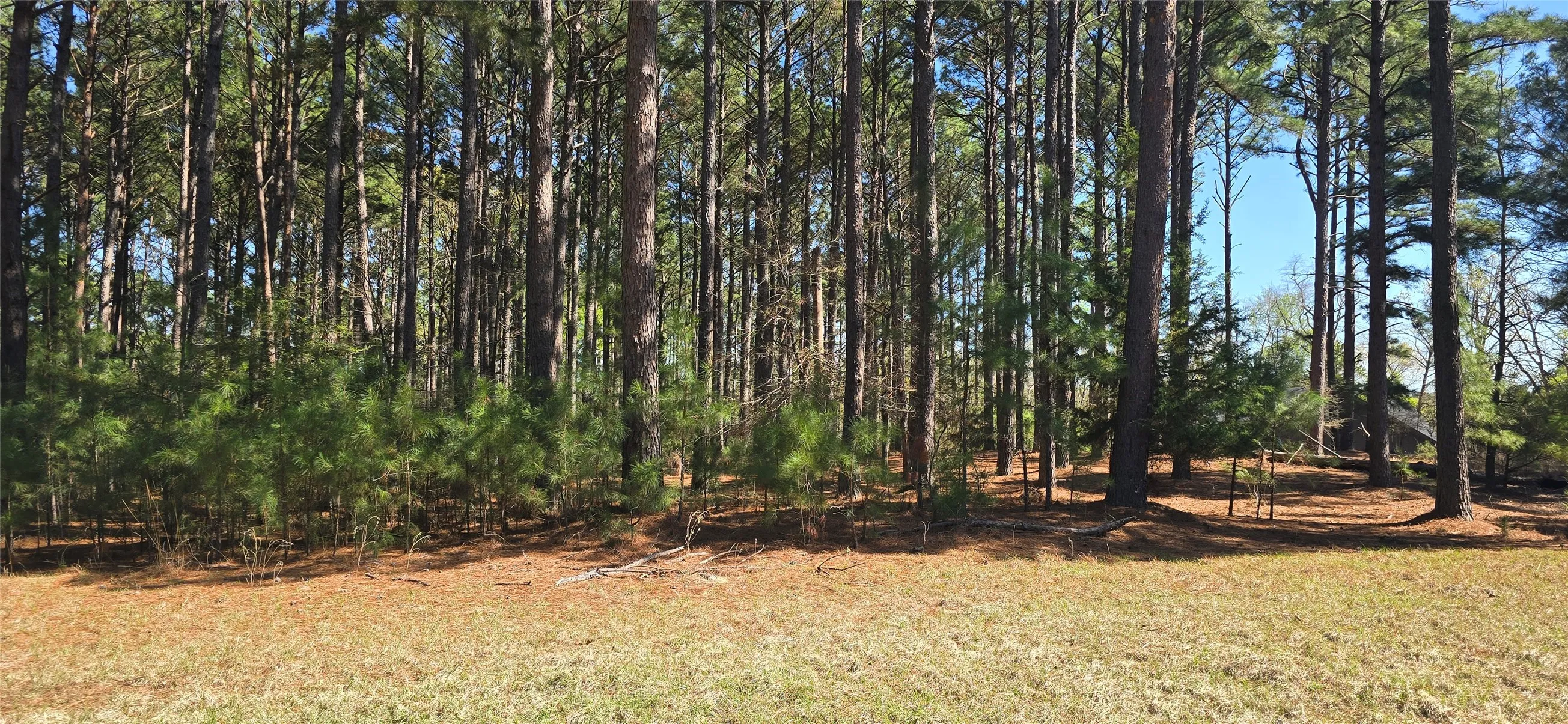 Wooded parcel featuring mature pine trees and undergrowth