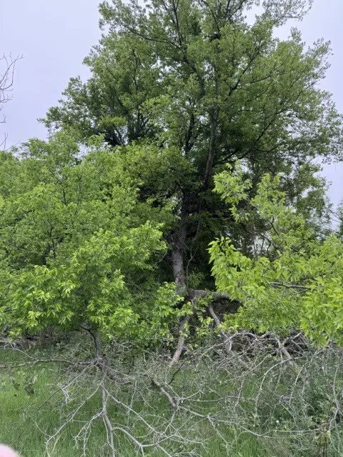 Unimproved Land For Sale in Hill County , 17082 Faircrest Drive, Whitney, Texas 76692, 0, 0, Garage spaces, 0 Sqft, built in 0, mls#21396630, Real Estate Agent in Whitney, Homes For Sale in Hill county, Homes For Sale in Whitney, Realtor in Whitney Texas, Real Estate Brokerage Independent Realty Texas, Luminita Cordes Realtor