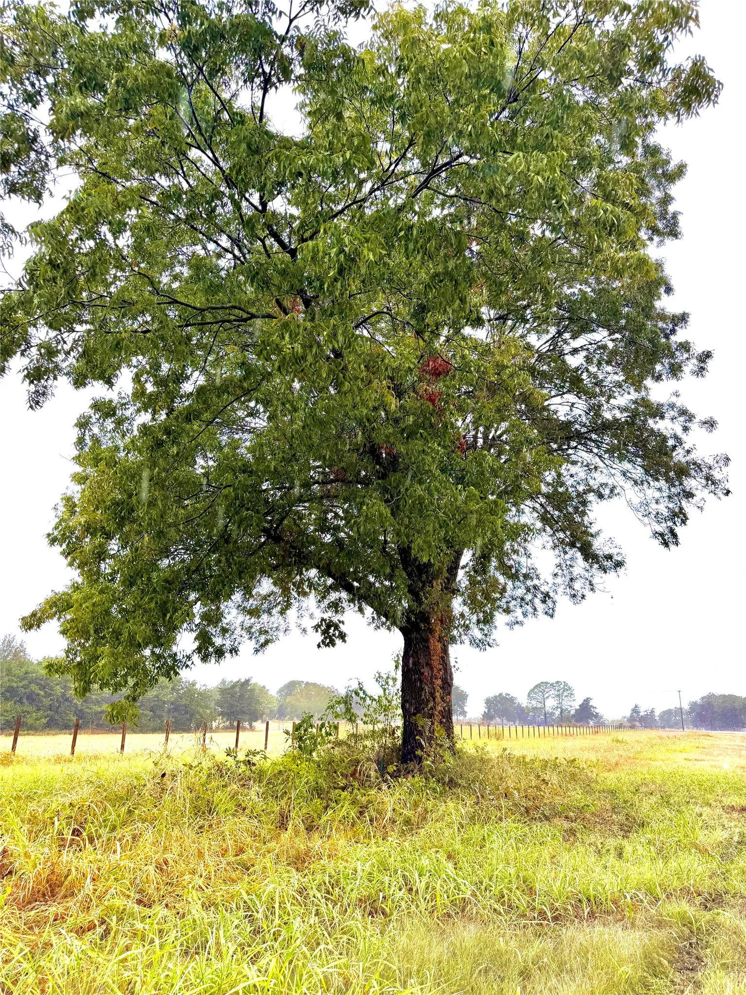 Unimproved Land For Sale in Rains County , TBD Tract D FM 513 TX, Point, Texas 75453, 0, 0, Garage spaces, 0 Sqft, built in 0, mls#21399869, Real Estate Agent in Point, Homes For Sale in Rains county, Homes For Sale in Point, Realtor in Point Texas, Real Estate Brokerage Independent Realty Texas, Luminita Cordes Realtor