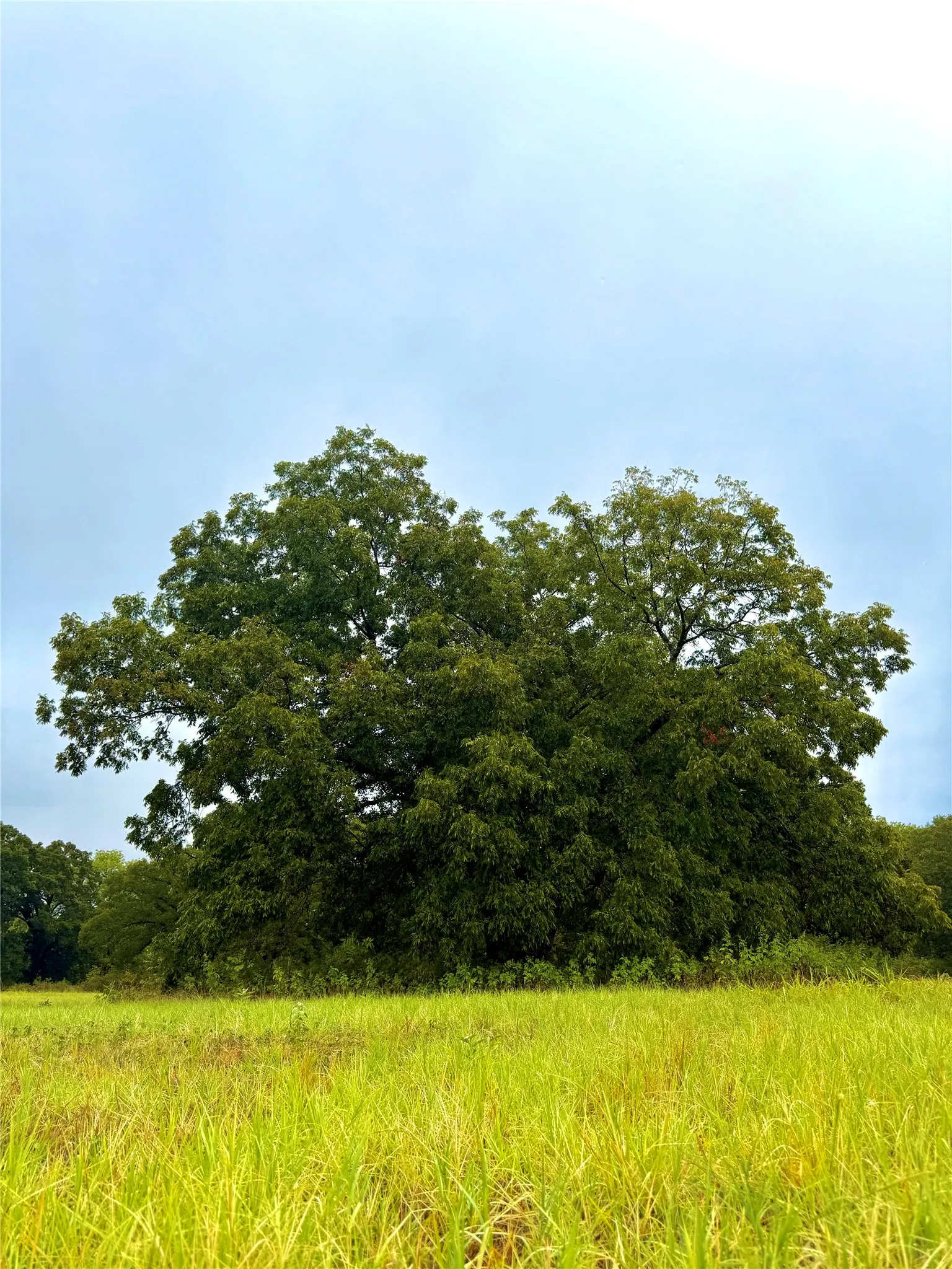 Unimproved Land For Sale in Rains County , TBD Tract D FM 513 TX, Point, Texas 75453, 0, 0, Garage spaces, 0 Sqft, built in 0, mls#21399869, Real Estate Agent in Point, Homes For Sale in Rains county, Homes For Sale in Point, Realtor in Point Texas, Real Estate Brokerage Independent Realty Texas, Luminita Cordes Realtor