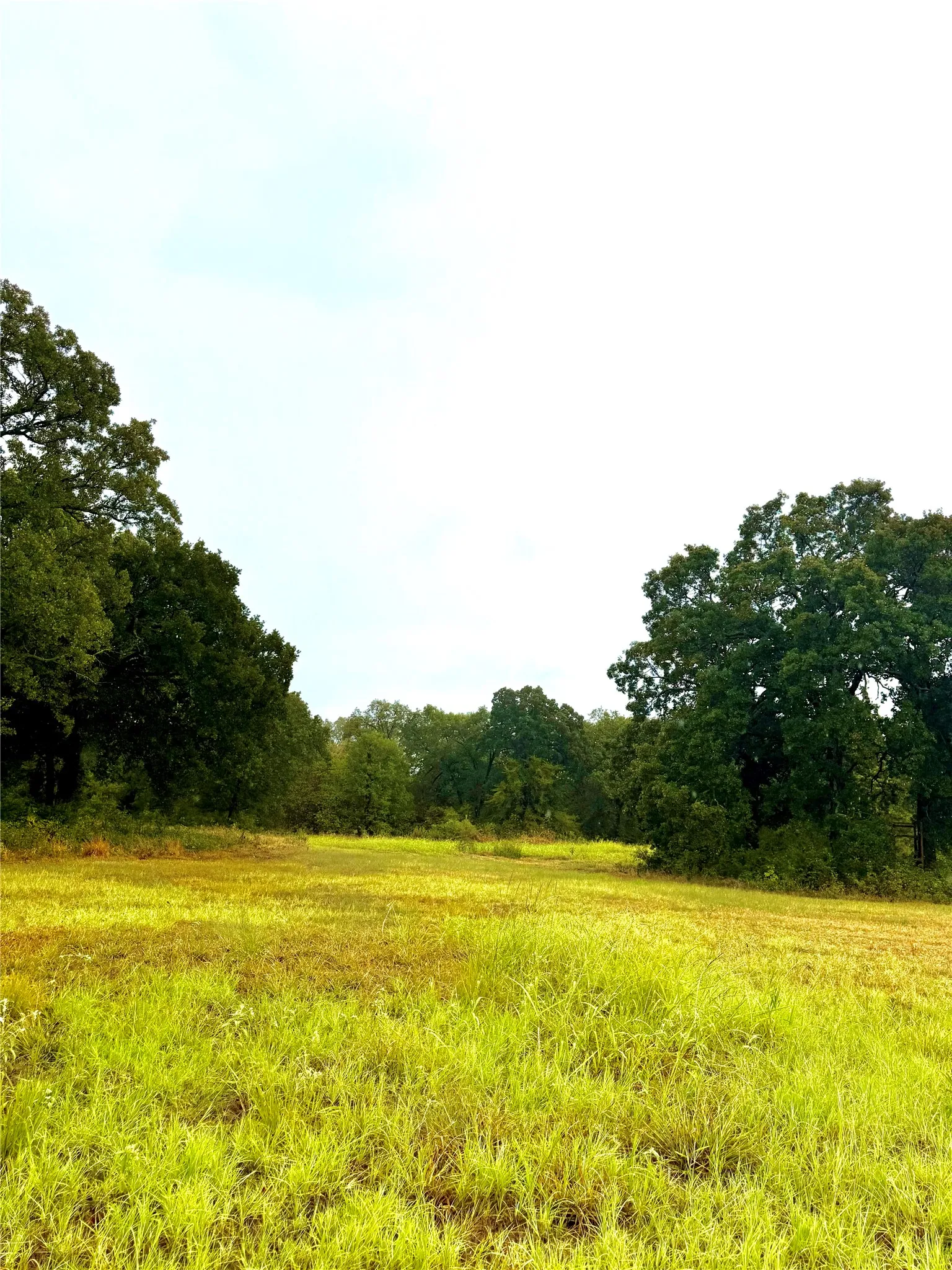 Unimproved Land For Sale in Rains County , TBD Tract D FM 513 TX, Point, Texas 75453, 0, 0, Garage spaces, 0 Sqft, built in 0, mls#21399869, Real Estate Agent in Point, Homes For Sale in Rains county, Homes For Sale in Point, Realtor in Point Texas, Real Estate Brokerage Independent Realty Texas, Luminita Cordes Realtor