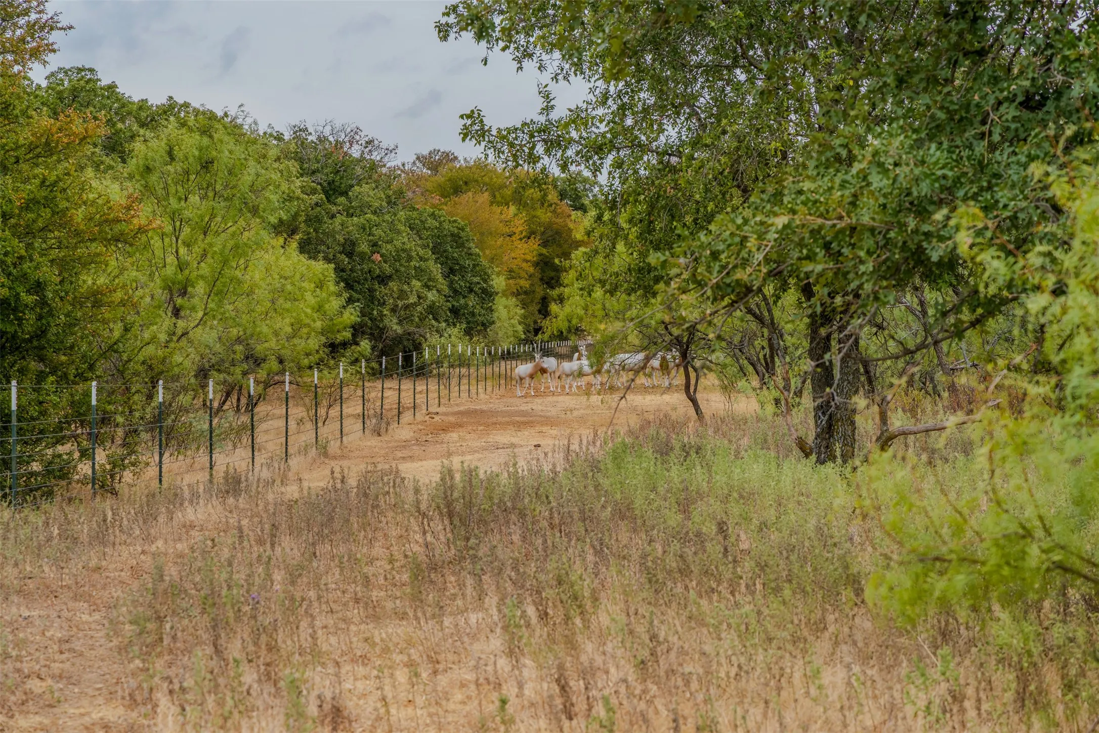 Ranch For Sale in Young County , 2531 Fm 2075, Graham, Texas 76450, 0, 0, Garage spaces, 0 Sqft, built in 2020, mls#21400592, Real Estate Agent in Graham, Homes For Sale in Young county, Homes For Sale in Graham, Realtor in Graham Texas, Real Estate Brokerage Independent Realty Texas, Luminita Cordes Realtor