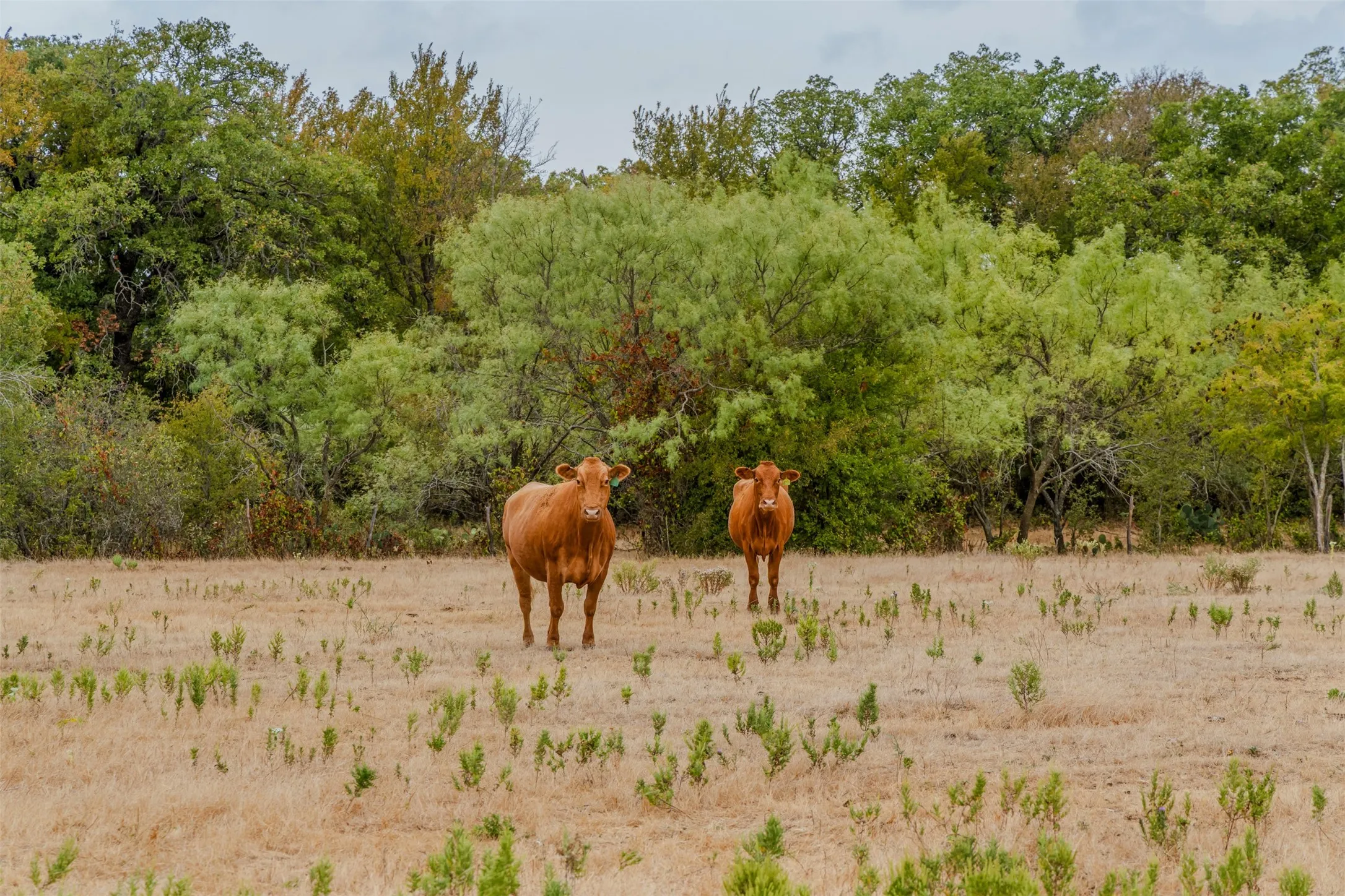 Ranch For Sale in Young County , 2531 Fm 2075, Graham, Texas 76450, 0, 0, Garage spaces, 0 Sqft, built in 2020, mls#21400592, Real Estate Agent in Graham, Homes For Sale in Young county, Homes For Sale in Graham, Realtor in Graham Texas, Real Estate Brokerage Independent Realty Texas, Luminita Cordes Realtor