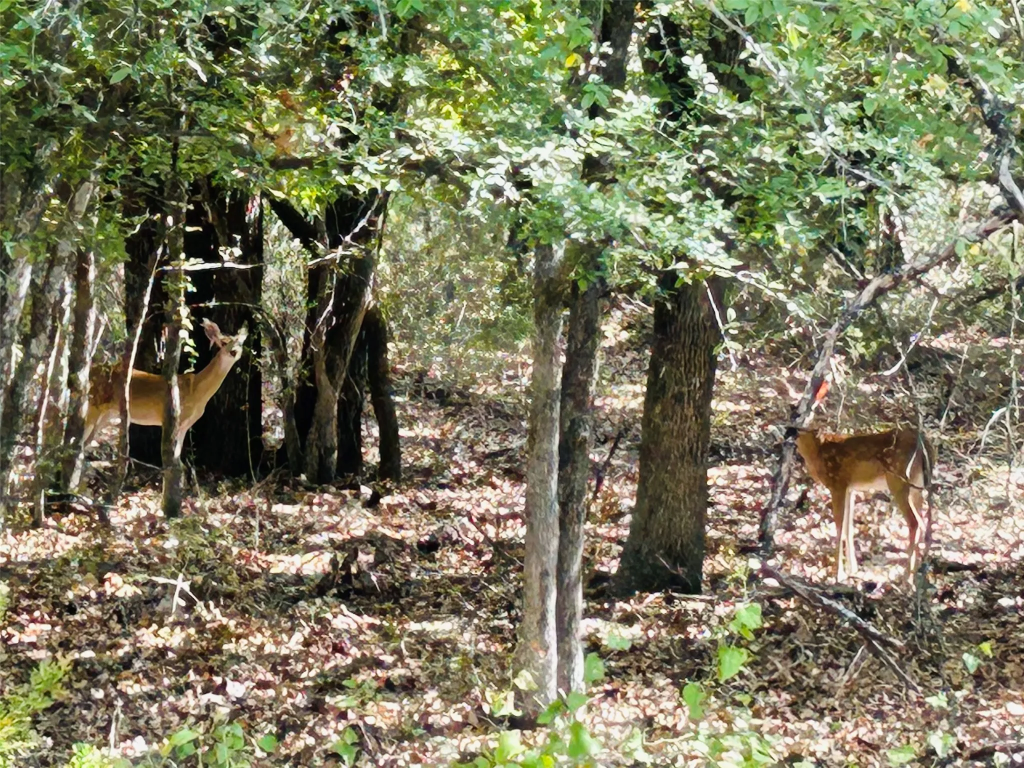 Unimproved Land For Sale in Hill County , TBD Westmeadow Dr, Whitney, Texas 76692, 0, 0, Garage spaces, 0 Sqft, built in 0, mls#21399163, Real Estate Agent in Whitney, Homes For Sale in Hill county, Homes For Sale in Whitney, Realtor in Whitney Texas, Real Estate Brokerage Independent Realty Texas, Luminita Cordes Realtor