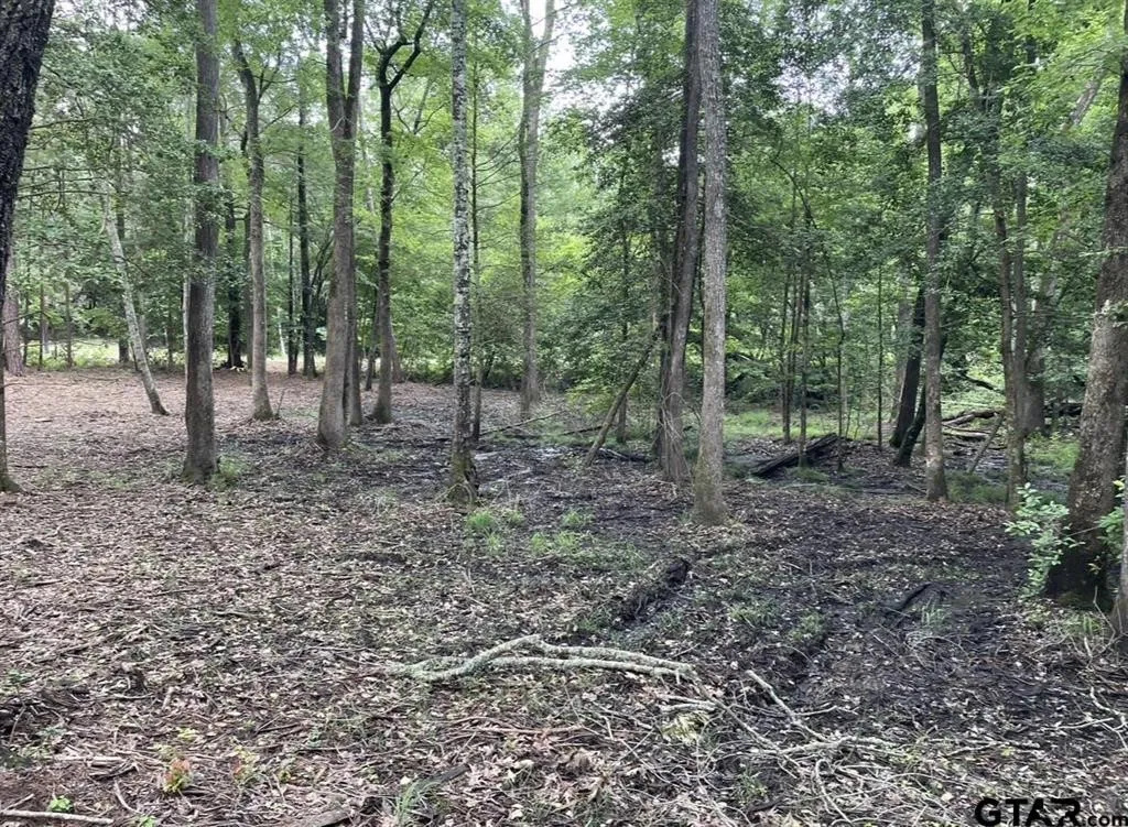Unimproved Land For Sale in Cass County , 1688 County Road 1597, Avinger, Texas 75630, 0, 0, Garage spaces, 0 Sqft, built in 0, mls#21402116, Real Estate Agent in Avinger, Homes For Sale in Cass county, Homes For Sale in Avinger, Realtor in Avinger Texas, Real Estate Brokerage Independent Realty Texas, Luminita Cordes Realtor