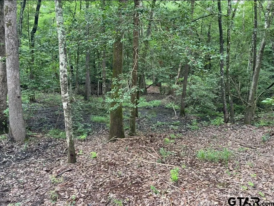 Unimproved Land For Sale in Cass County , 1688 County Road 1597, Avinger, Texas 75630, 0, 0, Garage spaces, 0 Sqft, built in 0, mls#21402116, Real Estate Agent in Avinger, Homes For Sale in Cass county, Homes For Sale in Avinger, Realtor in Avinger Texas, Real Estate Brokerage Independent Realty Texas, Luminita Cordes Realtor