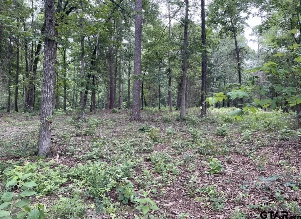 Unimproved Land For Sale in Cass County , 1688 County Road 1597, Avinger, Texas 75630, 0, 0, Garage spaces, 0 Sqft, built in 0, mls#21402116, Real Estate Agent in Avinger, Homes For Sale in Cass county, Homes For Sale in Avinger, Realtor in Avinger Texas, Real Estate Brokerage Independent Realty Texas, Luminita Cordes Realtor