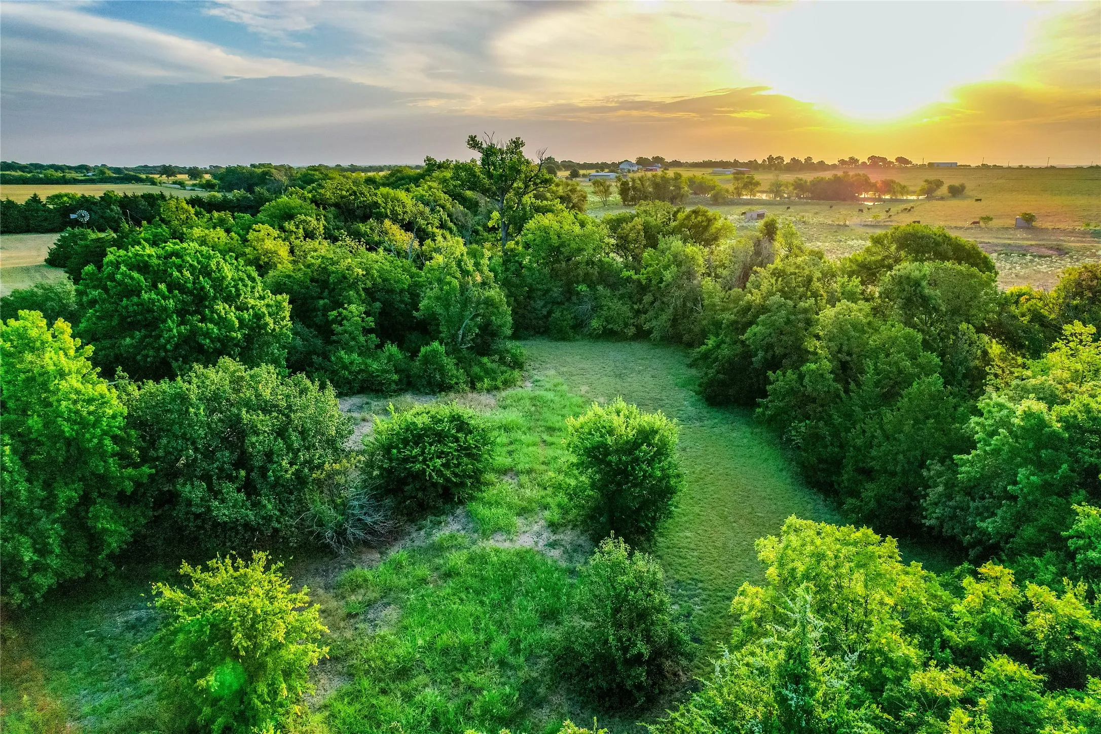 Expansive natural landscape featuring lush green trees and open grassy areas