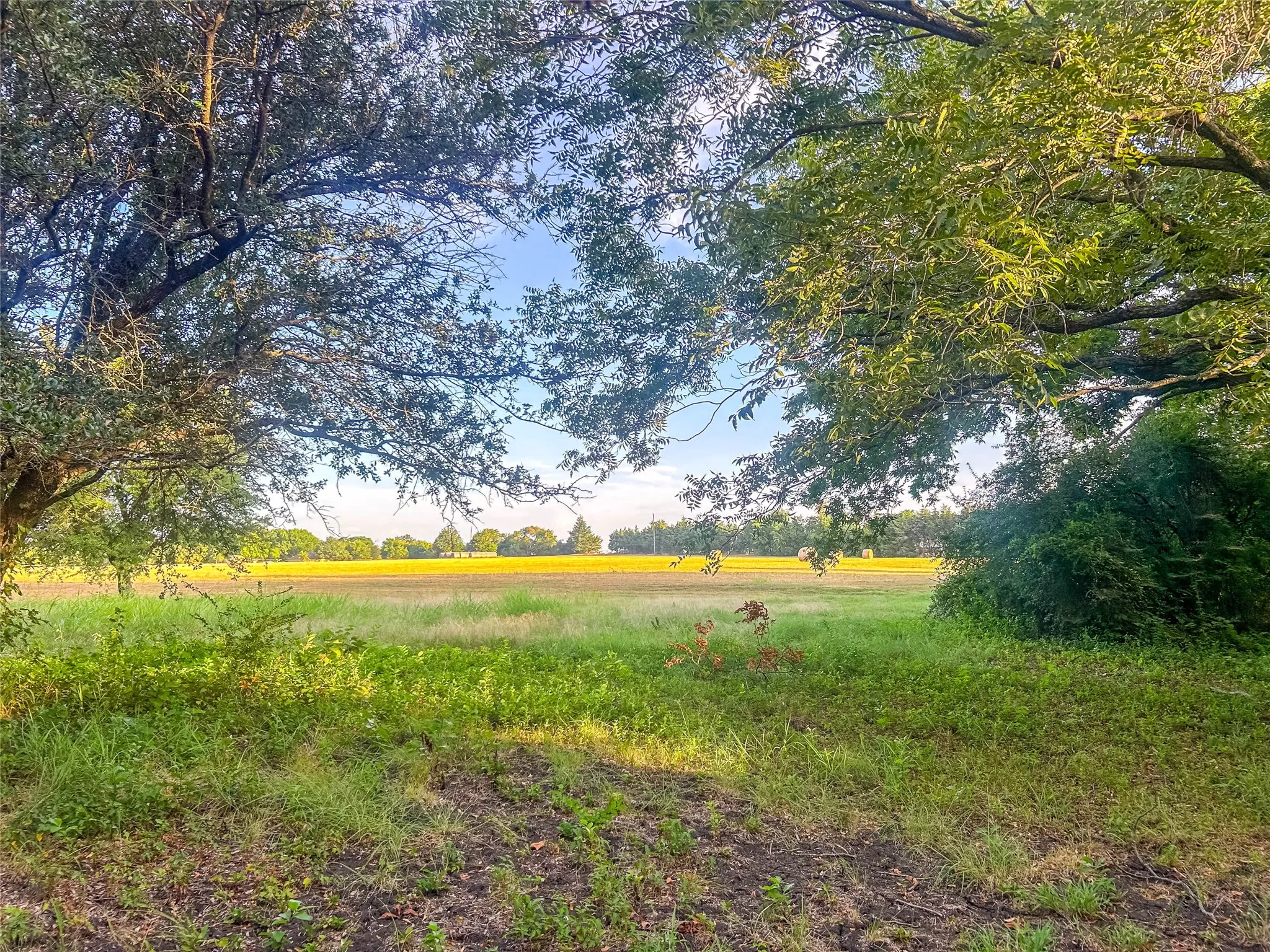 Expansive green space with mature trees framing the foreground, featuring natural foliage and distant open fields